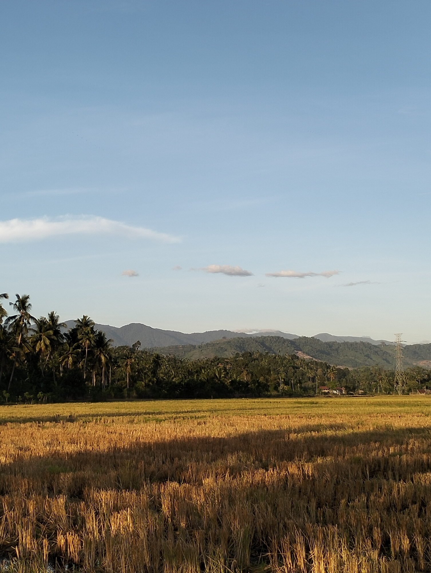 The image shows a harvested rice field in Mee Pangwa, Indonesia. In the foreground is the cut stubble of rice stalks. Behind the field is a line of palm trees. Further back, rolling hills and mountains are visible, with a partially cloudy sky above. An electrical transmission tower is on the right side of the image.