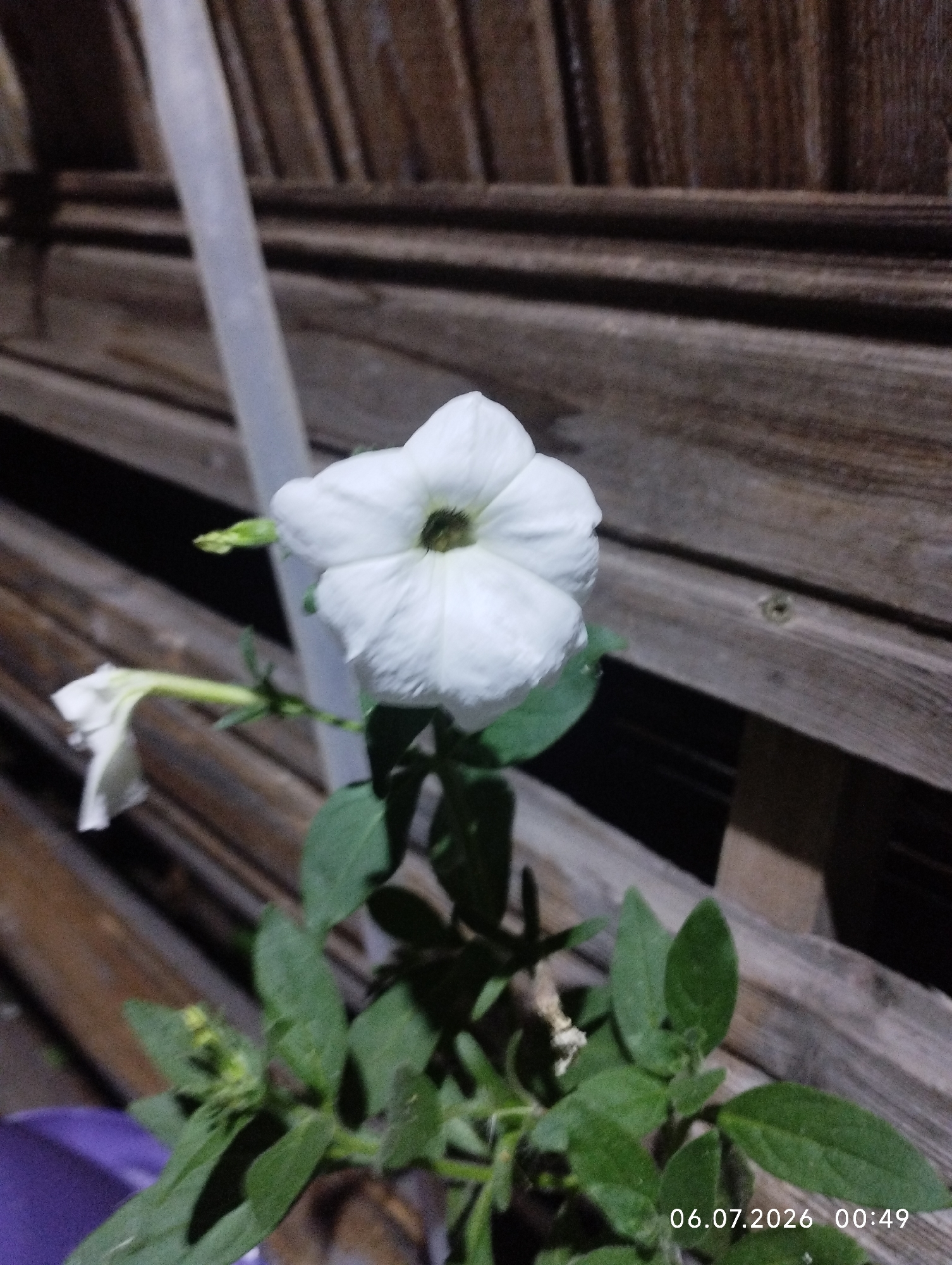The image shows a white petunia flower with green leaves against a background of weathered wooden planks. To the left of the main flower, another white flower is visible, partially wilted and hanging downwards. A vertical white object, possibly a pole or pipe, is present in the upper left quadrant of the image. The lower right corner of the image displays a date and time stamp: "06.07.2026 00:49". The scene appears to be outdoors, with the wooden planks suggesting an exterior wall or fence. The lighting is dim, indicating it might be nighttime or early morning. The location of Покосное, Russia, is not visually discernible from the image content.