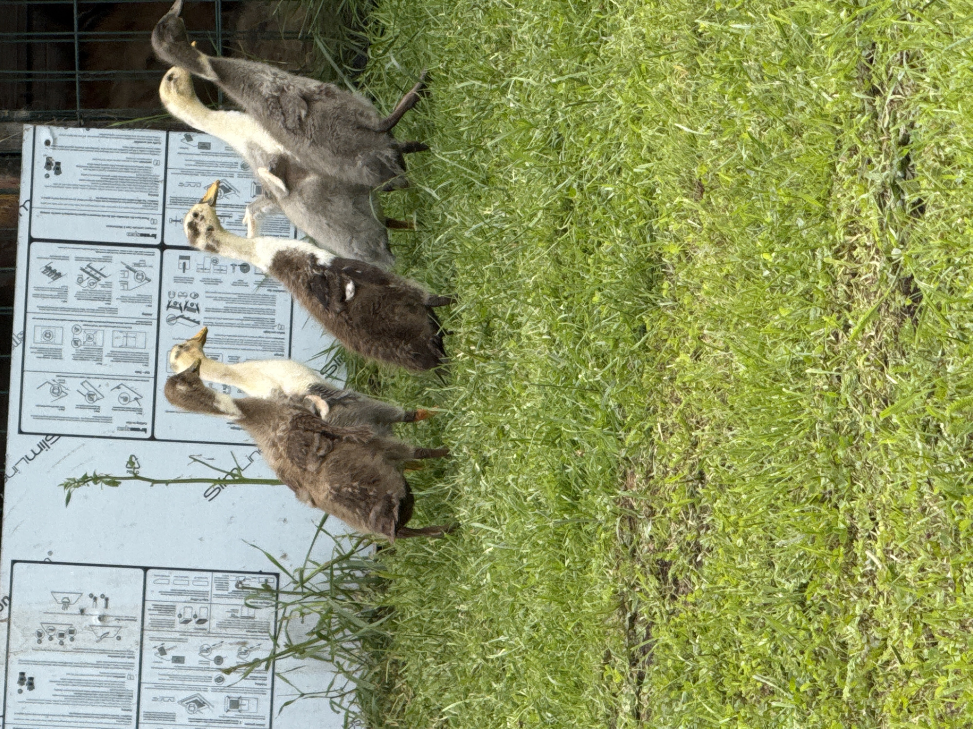 In Galinė, Lithuania, four ducklings are standing on lush green grass. The ducklings are of varying ages and plumages. The largest duckling, in the foreground, has brown and white feathers and is looking to its left. To its right, a slightly smaller duckling with a cream-colored neck and brown speckled body is facing forward. Behind these two, a light grey duckling stands slightly behind and to the right, looking forward. The smallest duckling, on the far right, is also grey and is looking to its left. In the background, a light-colored wall with printed instructions and a section of wooden fencing is visible. The grass is well-maintained and appears to be a grassy area, possibly a backyard or a farm.