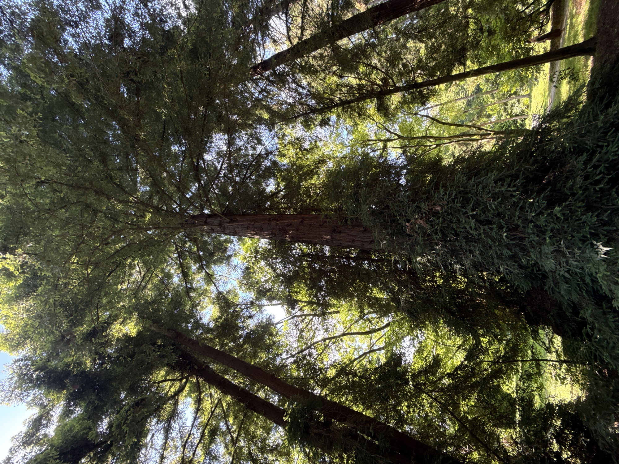 The image depicts a dense forest with tall trees, their canopies creating a dappled light effect. The perspective is looking upwards, emphasizing the height of the trees. In the foreground, the trunk of a very large tree is visible, partially covered in dark green foliage. The background shows more trees and a clearing with sunlight filtering through the leaves. The environment is natural, likely a park or a wooded area within a city. No specific landmarks are visible to determine its location within Sirius, Russia. There is a person walking in the background, to the right of the frame, partially obscured by trees, wearing a dark skirt and a light-colored top. The person appears to be walking away from the camera on a path.