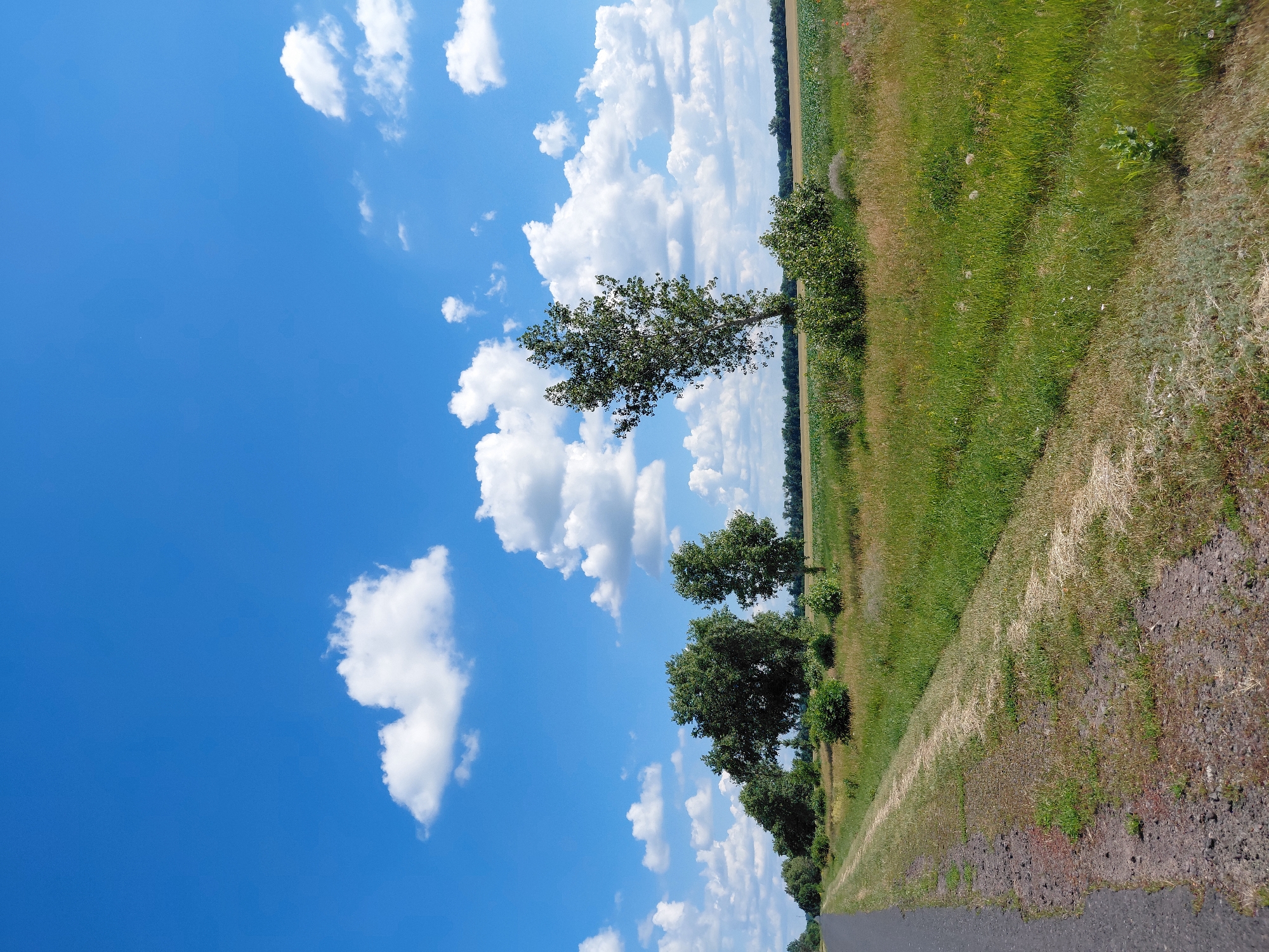A rural road curves out of view to the left, bordered by a grassy verge. Beyond the verge, a line of trees and bushes stretches into the distance, their foliage a vibrant green. The trees are spaced irregularly, with some clustered together and others standing alone. Behind the trees, a field of tall, dry grass is visible, transitioning to a cultivated field with lighter colored crops further in the background. The sky above is a bright, clear blue, dotted with fluffy white cumulus clouds. The overall scene depicts a peaceful, sunny day in a rural landscape.