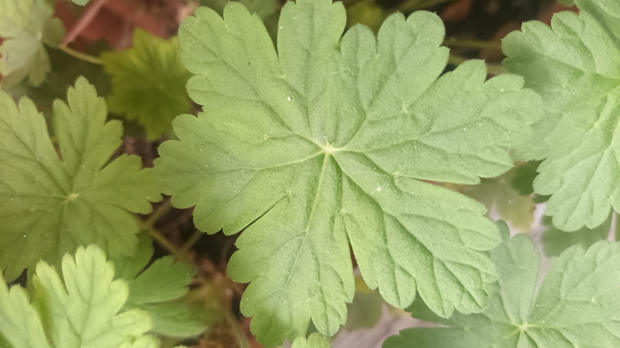 This media file is a close-up, overhead shot of several vibrant green leaves. The leaves are palmately lobed, with each lobe further divided and featuring serrated edges. The central leaf is the most prominent, showcasing a clear network of veins radiating from the center. The surface of the leaves appears slightly fuzzy or textured, with tiny dots visible, and a few very fine white strands, possibly spiderwebs, are scattered across them. The lighting suggests it could be daytime, with natural light illuminating the leaves. The background is out of focus, showing hints of darker soil or potting medium and other out-of-focus green foliage. The overall scene is natural and tranquil, focusing on the intricate details of the plant's leaves. There is no visible text. The location context is Varna, Bulgaria, suggesting this is likely an outdoor or greenhouse plant in that region.