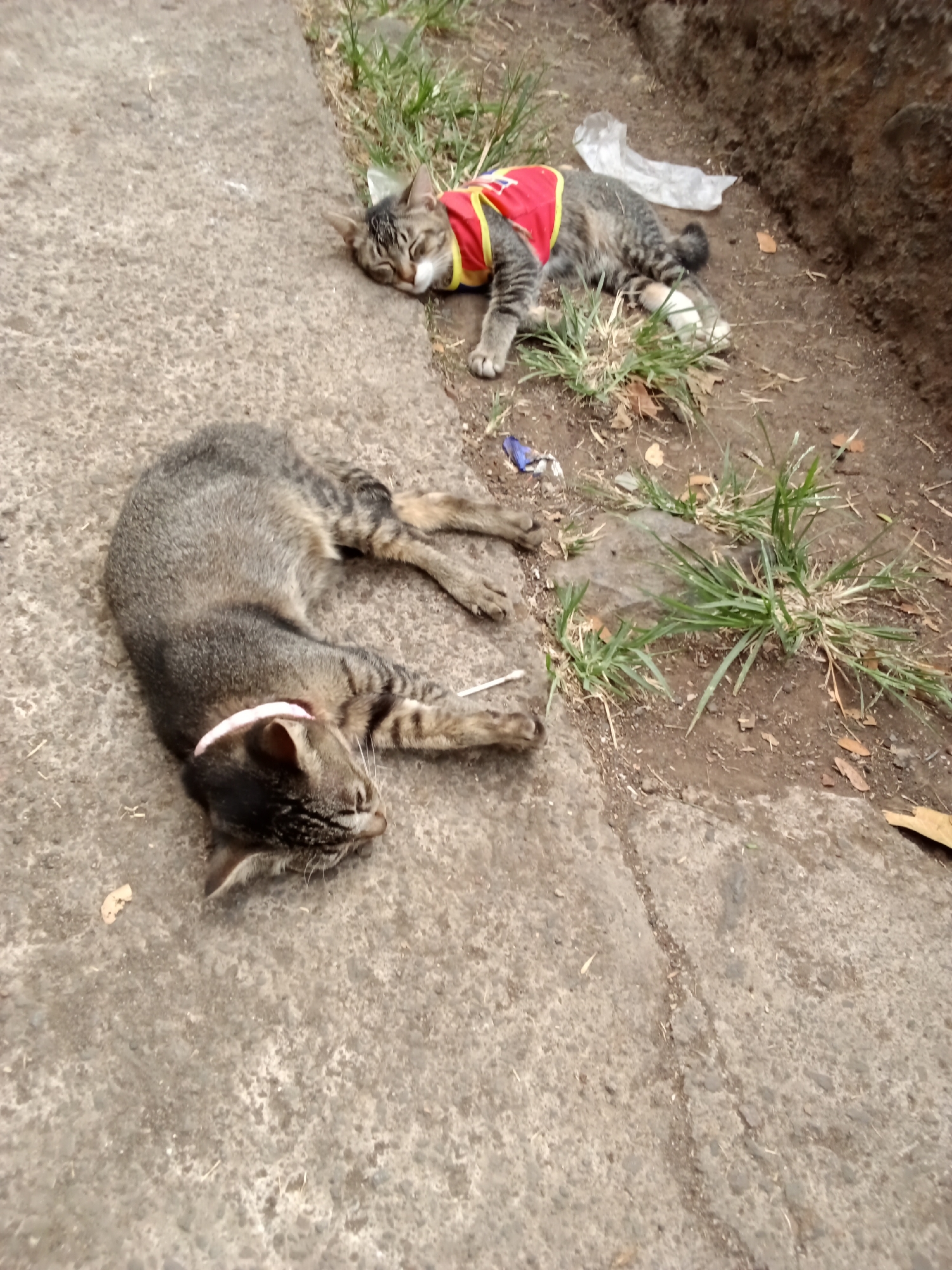 Two tabby cats are lying on a concrete surface next to a dirt ditch with some grass. The cat in the foreground is lying on its side with its head facing left. It is wearing a thin, pale pink collar. The cat in the background is lying on its back, also with its head to the left, and is wearing a red and yellow vest. There is some white plastic and a small piece of blue plastic on the ground near the cats. The environment appears to be outdoors, possibly in an urban area, given the concrete and the presence of the ditch. The lighting suggests it is daytime. There are no people visible in the image.