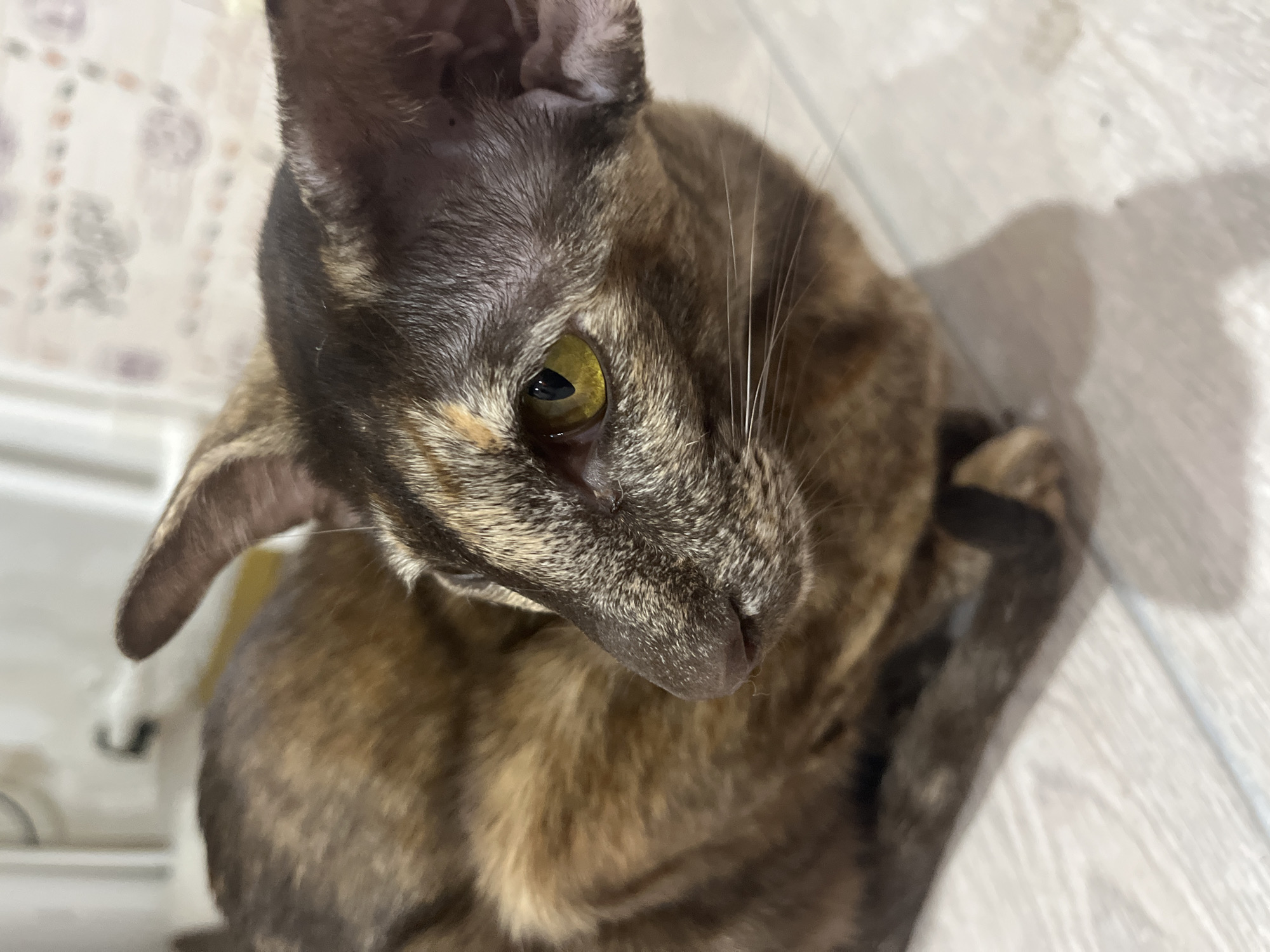A close-up, high-angle shot of a dark brown and golden-brown tortoiseshell cat. The cat is looking down and to the left, with its head tilted. Its eyes are yellow-green with vertically elongated pupils. The cat's fur is a mix of darker brown and lighter golden-brown patches. Long, thin whiskers extend from the sides of its nose. The cat is indoors, with a patterned wall in the blurry background. The floor is a light-colored wood-like surface. The exact location in Chaikovsky, Russia, cannot be determined from the image.