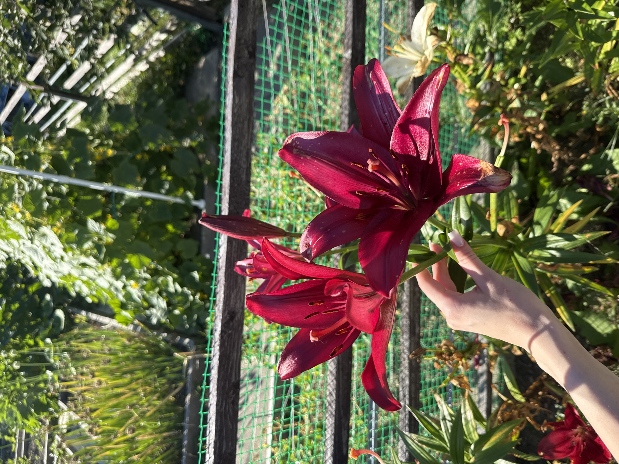 The image shows a close-up of a person's hand holding two deep red lily flowers in an outdoor garden setting. The hand is pale with visible veins and fingernails. The lilies are vibrant, with prominent stamens and petals. In the background, out of focus, are various green plants, a wooden fence with green netting, and what appears to be a garden structure or trellis. The overall lighting suggests a sunny day. The location is identified as Vtoraya Pad', Russia, a rural or semi-rural area, evident from the natural vegetation and garden elements.