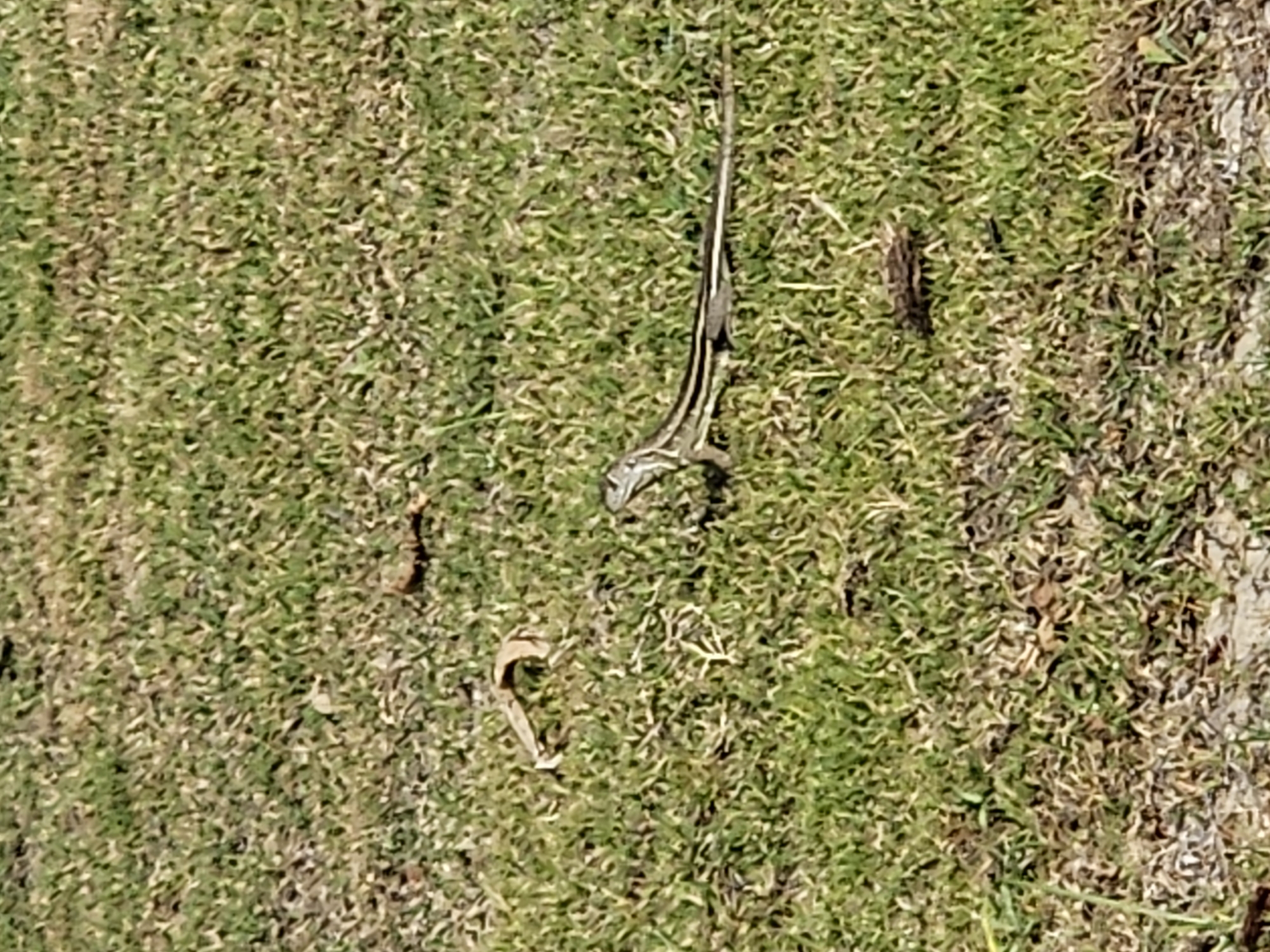 An overhead shot shows a small, slender lizard resting on a patchy expanse of grass. The lizard, likely a skink, is dark brown or black with distinct light-colored longitudinal stripes running along its back from head to tail. Its body is slightly curved as it lies on the ground.
The setting is a natural outdoor environment, characterized by short, somewhat sparse grass that displays varying shades of green mixed with drier, yellowish-brown patches. Small pieces of organic debris, possibly dry leaves or twigs, are scattered across the grassy surface. The lighting is bright and even, indicating a clear, sunny daytime. There are no other visible subjects, human presence, or identifiable structures in the frame. No text is visible in the image.