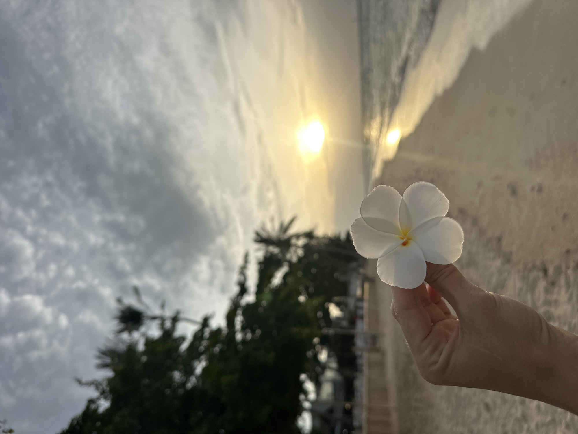 A close-up shot of a person's hand holding a white plumeria flower in front of a beach sunset in Ko Samui District, Thailand. The flower is in focus, with its petals catching the warm light of the setting sun. The background shows a sandy beach, calm ocean water, and the sun partially obscured by clouds. Trees and buildings are visible on the left side of the frame, suggesting a resort area. The overall mood is peaceful and serene.