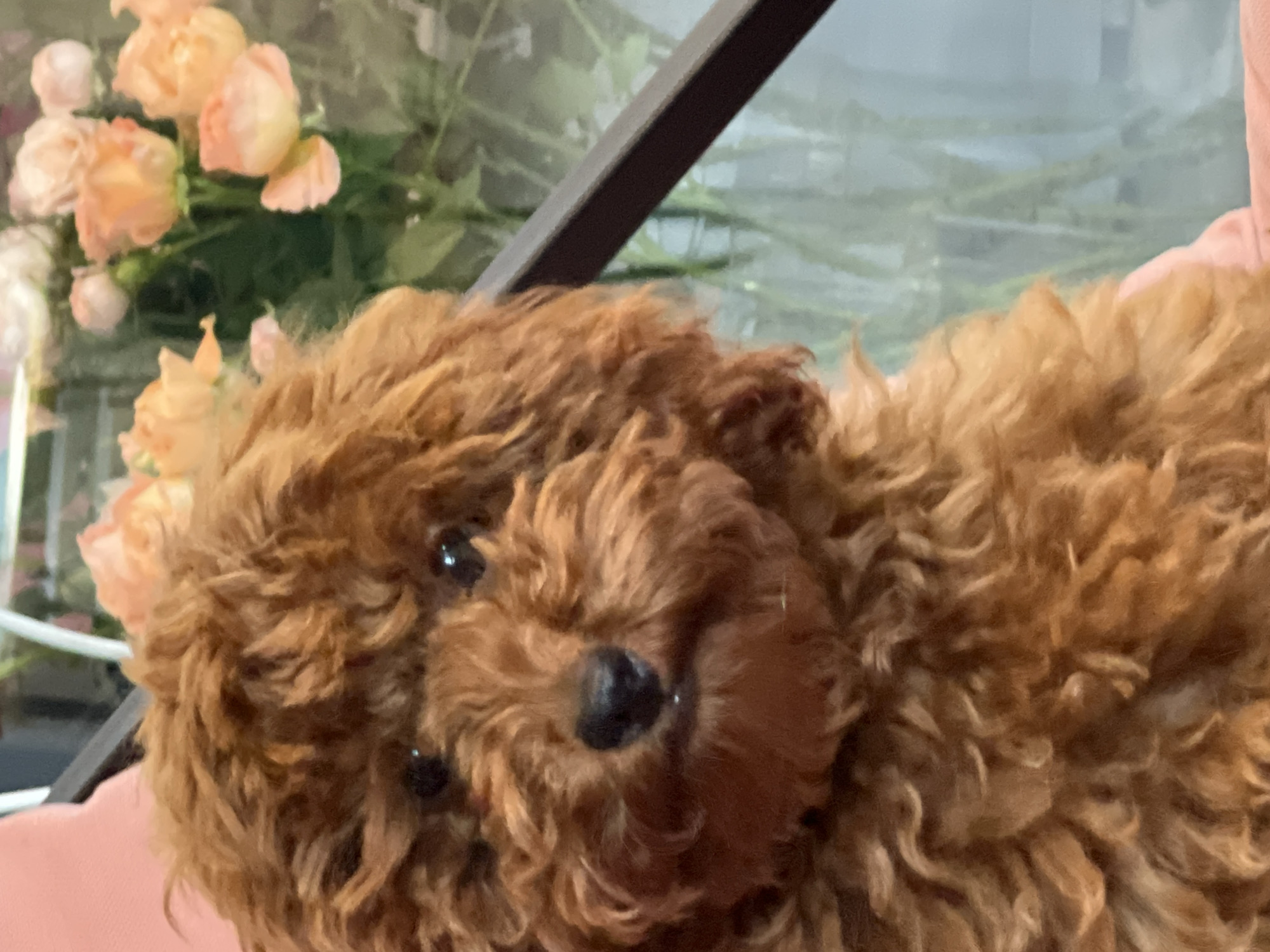A close-up, eye-level shot focuses on a small, fluffy, reddish-brown dog with curly fur. The dog's face is centrally positioned, with dark, round eyes and a black nose. Its mouth is slightly open, revealing a small drop of moisture. The dog appears to be sitting on a pink surface. In the background, a bouquet of pale orange and pink roses in various stages of bloom is visible, some with green foliage. The background also shows a dark-colored frame and a blurred, reflective surface that suggests a window or glass. The overall lighting is soft, with the dog's fur appearing well-lit. The scene is indoors.
