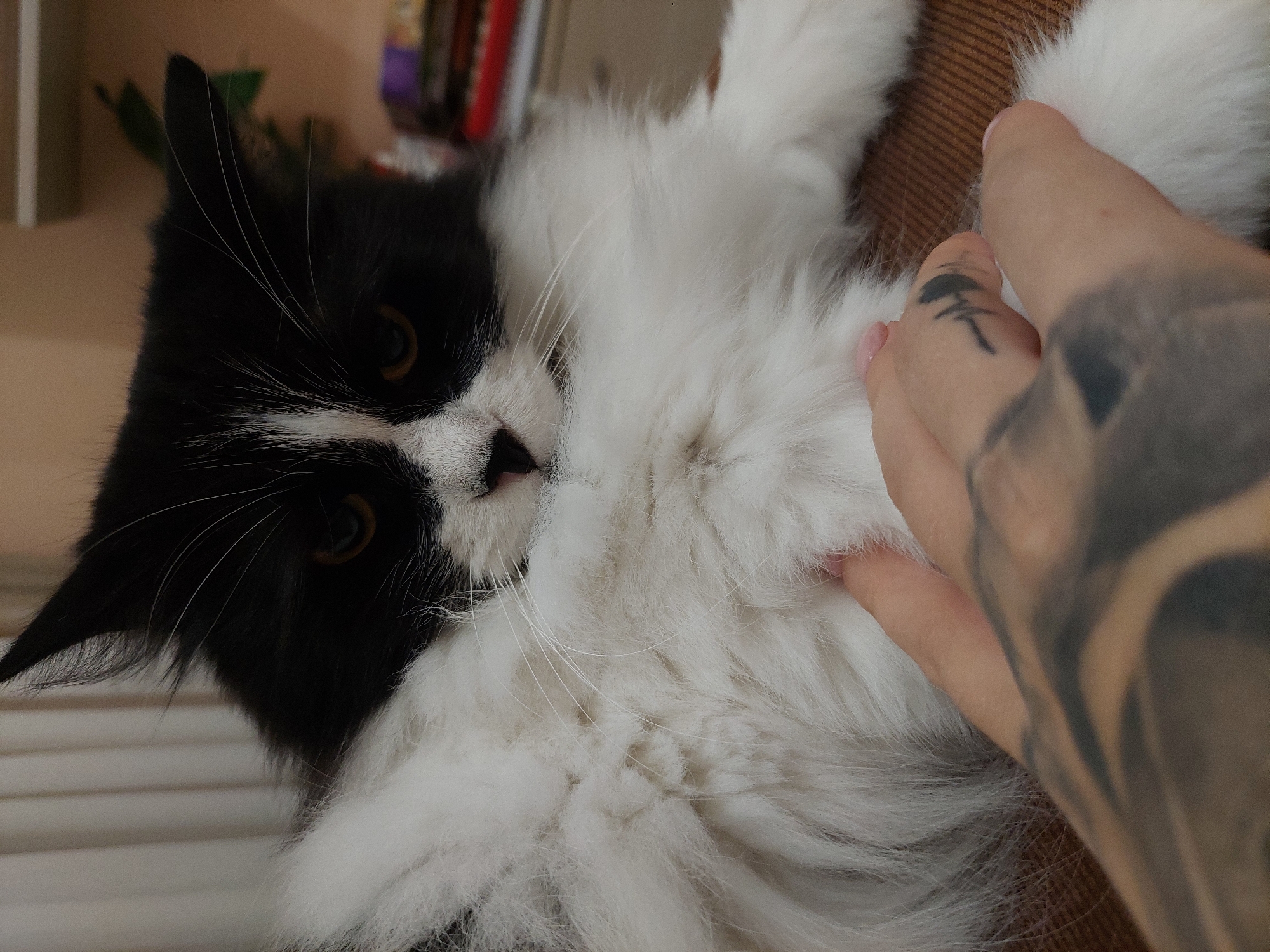 A medium shot captures a black and white cat being petted by a person with tattooed hands. The cat is positioned in the left half of the frame, with its head towards the left and its body extending towards the upper right. The cat has long white fur around its chest. The person's right hand is petting the cat, with the thumb visible on the cat's chest. The person's forearm is heavily tattooed. In the background is a shelf with books. The location is likely indoors and there is no direct indication that this photograph was taken in Plovdiv, Bulgaria.