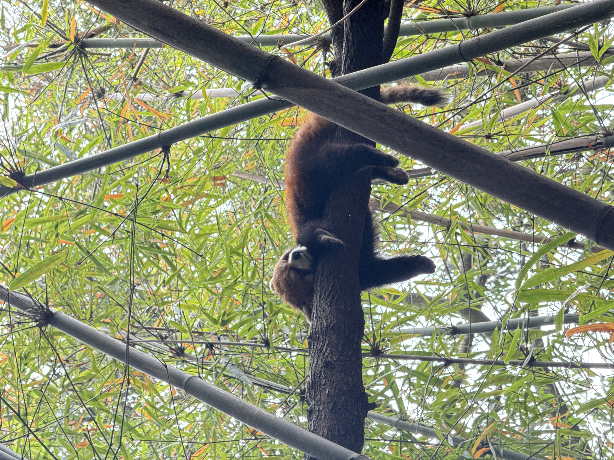 The image shows a primate, likely a lemur, hanging upside down from a tree. The tree appears to be in a bamboo forest or area with dense bamboo vegetation, possibly in a zoo or wildlife park. Bamboo shoots and branches are visible in the background. Two horizontal, gray bamboo stalks cross the frame. No people are visible. The location is likely in Chenghua District, China, based on the image description's request.