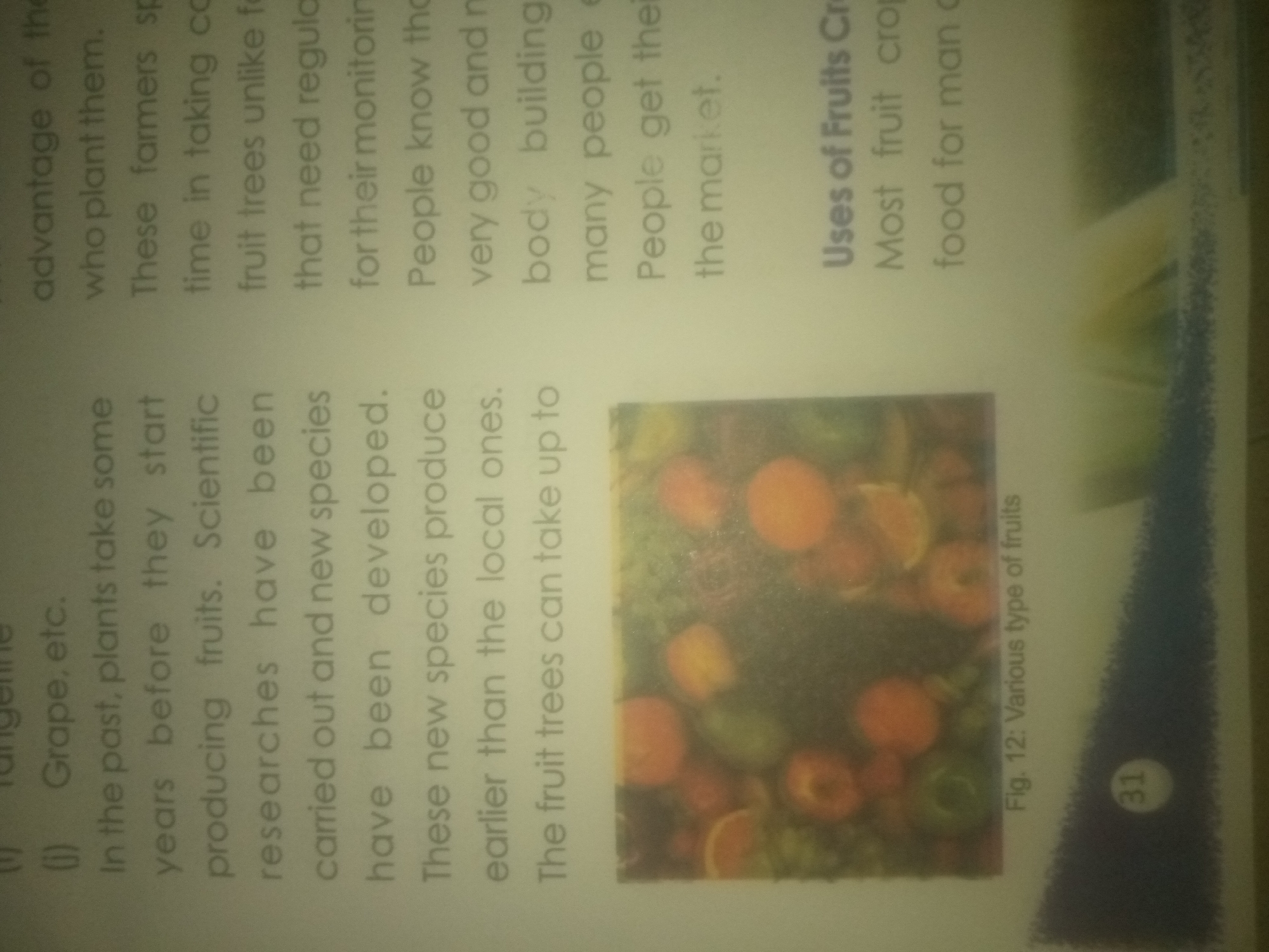 The image shows text and a picture. The text is in English and discusses fruit crops and their uses. The picture shows a variety of fruits, including oranges and possibly apples, arranged on a surface. There is also a page number "31" visible in the bottom right corner of the image, suggesting it is part of a book or magazine. There is no visible information in the image that relates to the city of Jauro Yinu, Nigeria, or any specific geographical location.