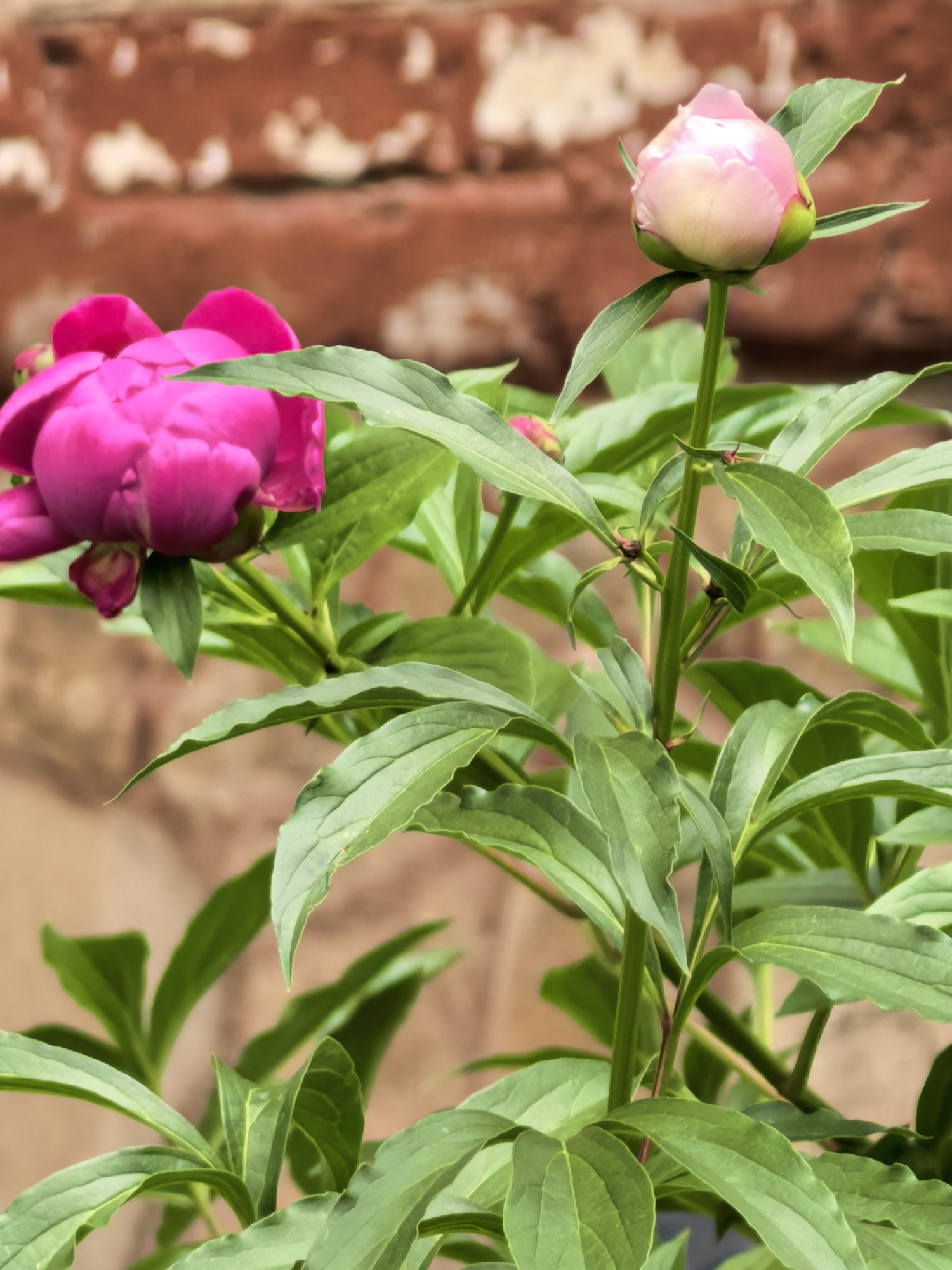 A medium shot captures a pink peony bud in partial bloom, positioned against a blurred red brick background. The flower has vibrant green foliage. The context suggests a natural outdoor environment, possibly a garden. There is no indication that the image was taken in Sterlitamak, Russia.