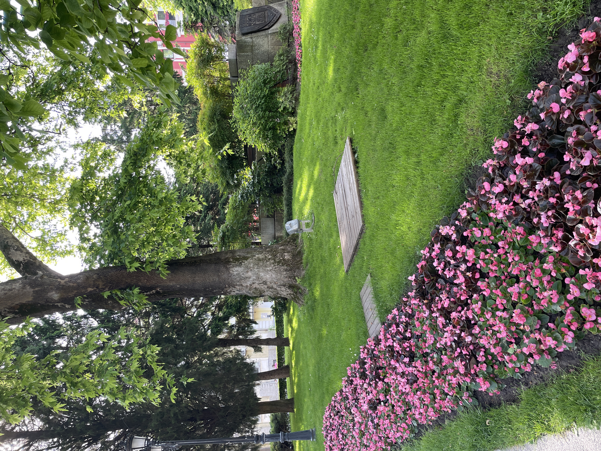 The image depicts a section of a public garden in Plovdiv, Bulgaria. A lush green lawn is bordered by a dense bed of pink flowers with dark green leaves. A large tree with green foliage occupies the left side of the frame, with additional trees visible in the background. A stone monument with a coat of arms is present at the edge of the lawn. Wooden planks are laid on the grass. A solitary metal chair is visible in the middle ground. A lamppost is partially visible at the bottom-left corner. The scene is bathed in sunlight.