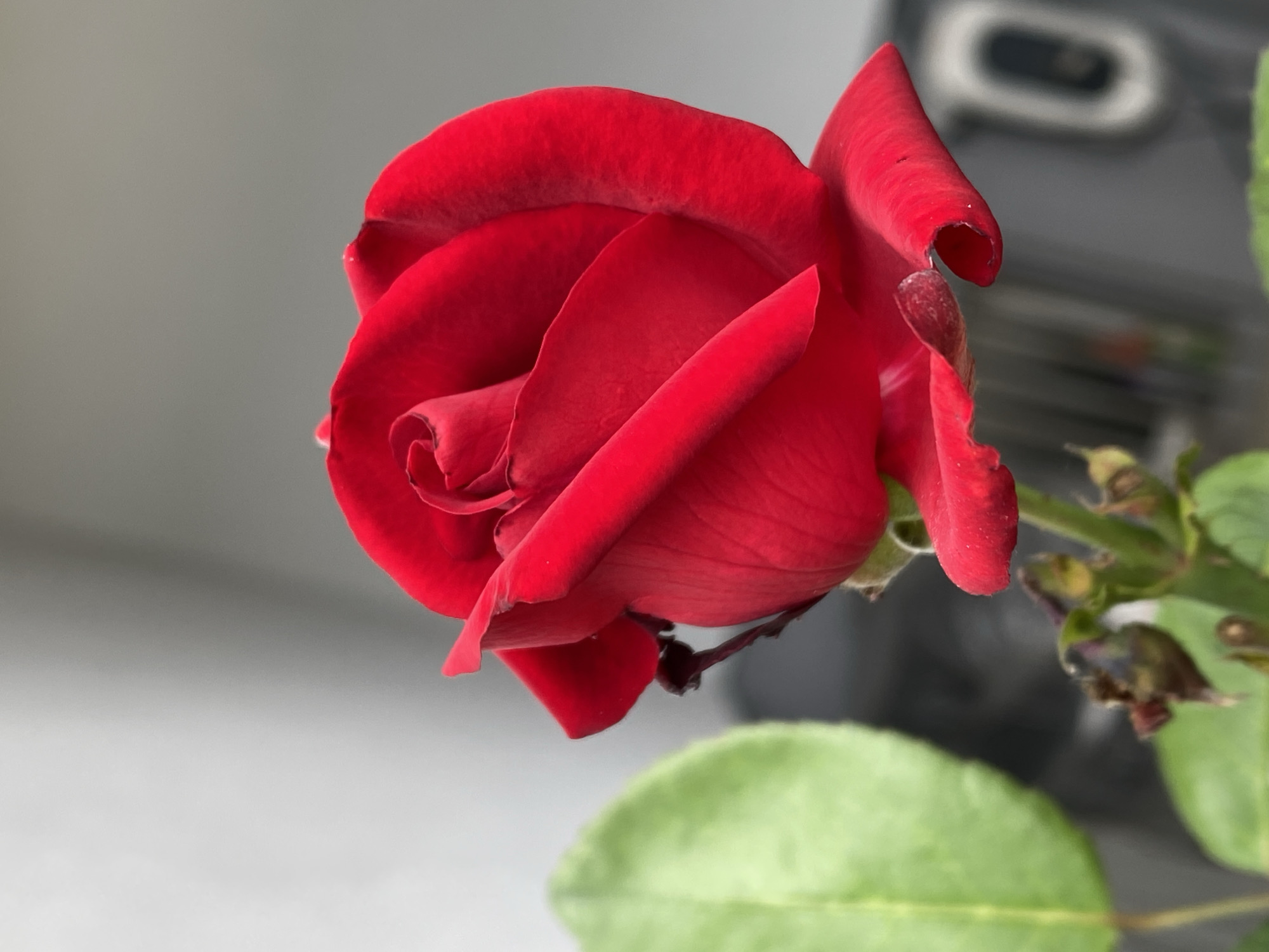 The image shows a close-up of a single red rose in bloom, set against a blurred background of light gray and dark gray structures. A portion of a green leaf is visible on the left side of the rose. The rose has multiple layers of petals, with the innermost petals tightly curled and the outer petals unfurling. The stem of the rose is visible below the bloom, with small green buds and some dried brown remnants of previous blooms. The lighting suggests it is daytime, casting subtle shadows on the petals and creating highlights that accentuate their texture. The scene appears to be outdoors, possibly in a garden or a balcony setting. There are no people or animals in the frame. The overall impression is one of natural beauty and delicate detail.