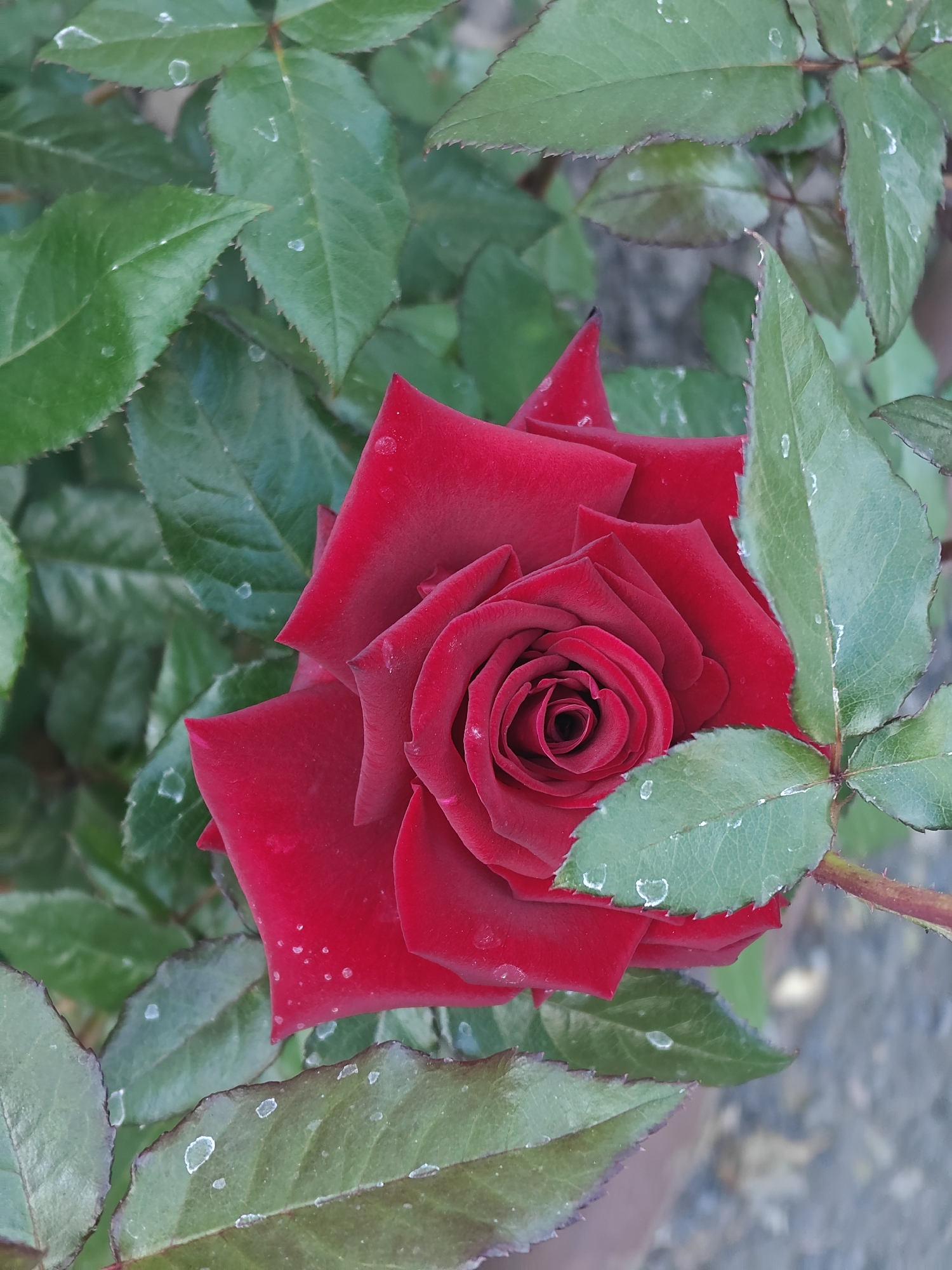 A close-up, eye-level shot features a vibrant, deep red rose in full bloom, its velvety petals spiraling towards a dark center. The rose is nestled amongst lush, green foliage, with several leaves showing subtle water droplets and some with white speckling along their serrated edges. The background is softly blurred, suggesting an outdoor setting, possibly a garden. The image appears to have been taken during the daytime, with natural light illuminating the rose. This scene is located in Kotelva, Ukraine, suggesting the rose is part of a local garden or public space within the city.