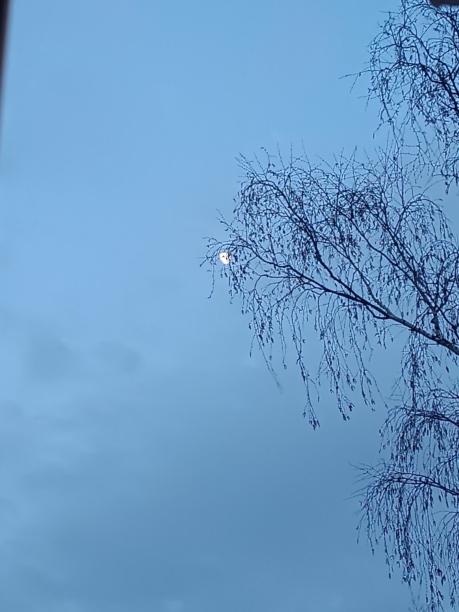 The image presents a tranquil outdoor scene, captured from a low angle looking upwards towards a vast, pale blue sky. The dominant features are the silhouette of a bare, deciduous tree, likely a birch, occupying the right side and upper portions of the frame. Its delicate, intricate branches and fine twigs, devoid of leaves, fan out against the sky, suggesting an autumn or winter season.
A prominent circular light source, which could be the moon or a bright streetlamp, is visible through the branches in the upper left-center of the image, casting a soft glow. The sky itself is a uniform, cool blue-grey, indicating either early morning, late afternoon, or an overcast day, providing a muted backdrop for the dark tree branches.
No human or animal activity is depicted, emphasizing the stillness of the natural environment. There is no visible text. The location context of Chaikovsky, Russia, aligns with the prevalence of birch trees and cool, subdued lighting often experienced in northern latitudes during the colder months. The overall mood is one of quiet contemplation and natural beauty.
