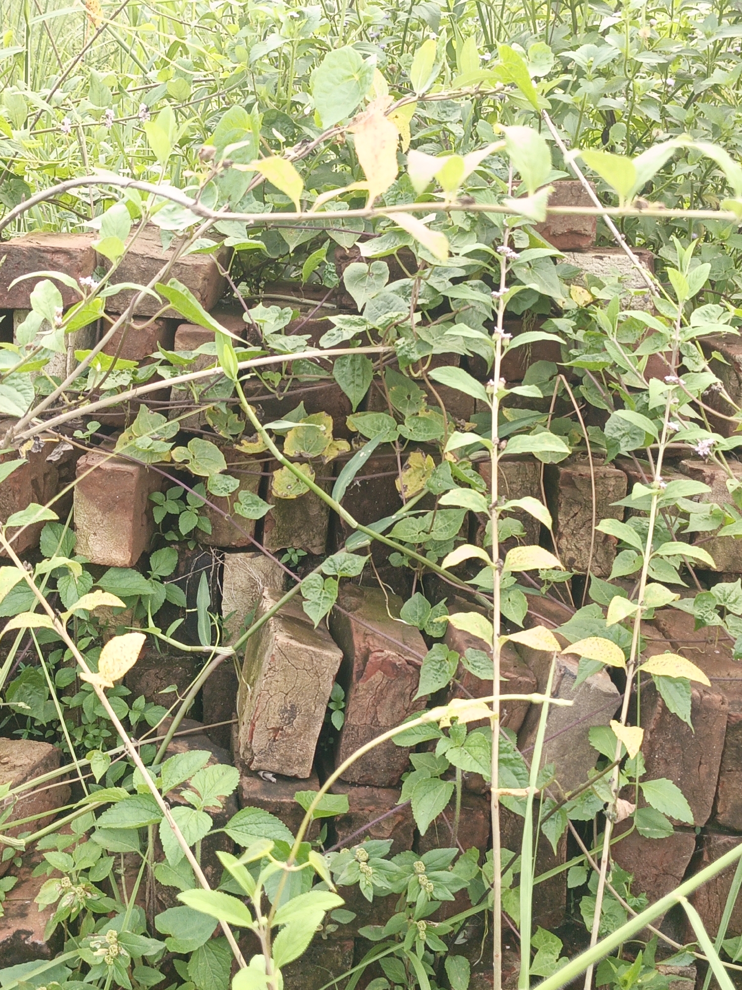 The image depicts a close-up, eye-level view of a stack of old, weathered red bricks partially overgrown with lush green vegetation. The bricks are stacked haphazardly, with some showing signs of age and wear, like cracks and chipped edges. The surrounding plants are vibrant and varied, featuring thin, climbing vines with heart-shaped leaves, taller stems with more rounded leaves, and smaller, low-lying greenery. Some of the leaves are a pale yellow, suggesting they might be dying or receiving less sunlight. Tiny, delicate white flowers are visible on some of the stems. The overall impression is one of nature reclaiming man-made objects, creating a wild and slightly overgrown scene. The lighting suggests it could be daytime, possibly overcast or in a shaded area, as there are no harsh shadows. The background is a blur of more greenery, indicating the foliage extends beyond the frame. There is no discernible text or any people present in the image.
