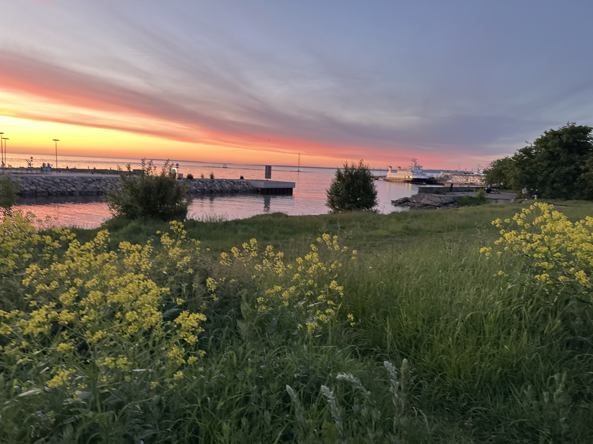 The image depicts a coastal scene at sunset in Tallinn, Estonia. In the foreground, lush green grass and yellow wildflowers are visible, suggesting a park or natural area. A body of water, likely the Baltic Sea, stretches towards the horizon, reflecting the vibrant colors of the sunset. The sky is a gradient of orange, pink, and purple, with wispy clouds.
In the mid-ground, a harbor area is discernible. Several boats and a ferry are docked. A stone jetty extends into the water, with a few people walking along it. Lights are visible along the jetty and in the distance, suggesting an urban or port setting. The overall impression is one of tranquility and natural beauty, juxtaposed with the activity of a working harbor.
The specific location in Tallinn is likely the Linnahall area or the adjacent harbor. The presence of the ferry and the characteristic skyline of the port area are indicative of this part of the city. The scene captures the atmospheric beauty of a summer evening in Tallinn.