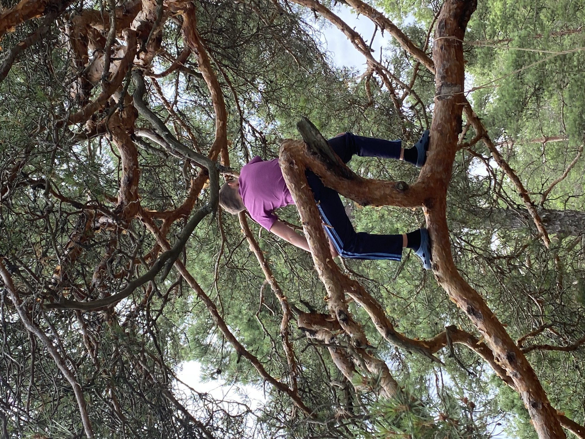 A young boy is climbing a pine tree. He is wearing a purple t-shirt and dark blue pants with a light blue stripe. He is wearing blue sandals. The boy is sitting on a thick branch, facing away from the camera, with his legs straddling the branch. The tree has a rough, brown bark and dense green needles. The background shows more pine trees and a cloudy sky. The scene appears to be a natural area, likely in or near Primorsk, Russia.