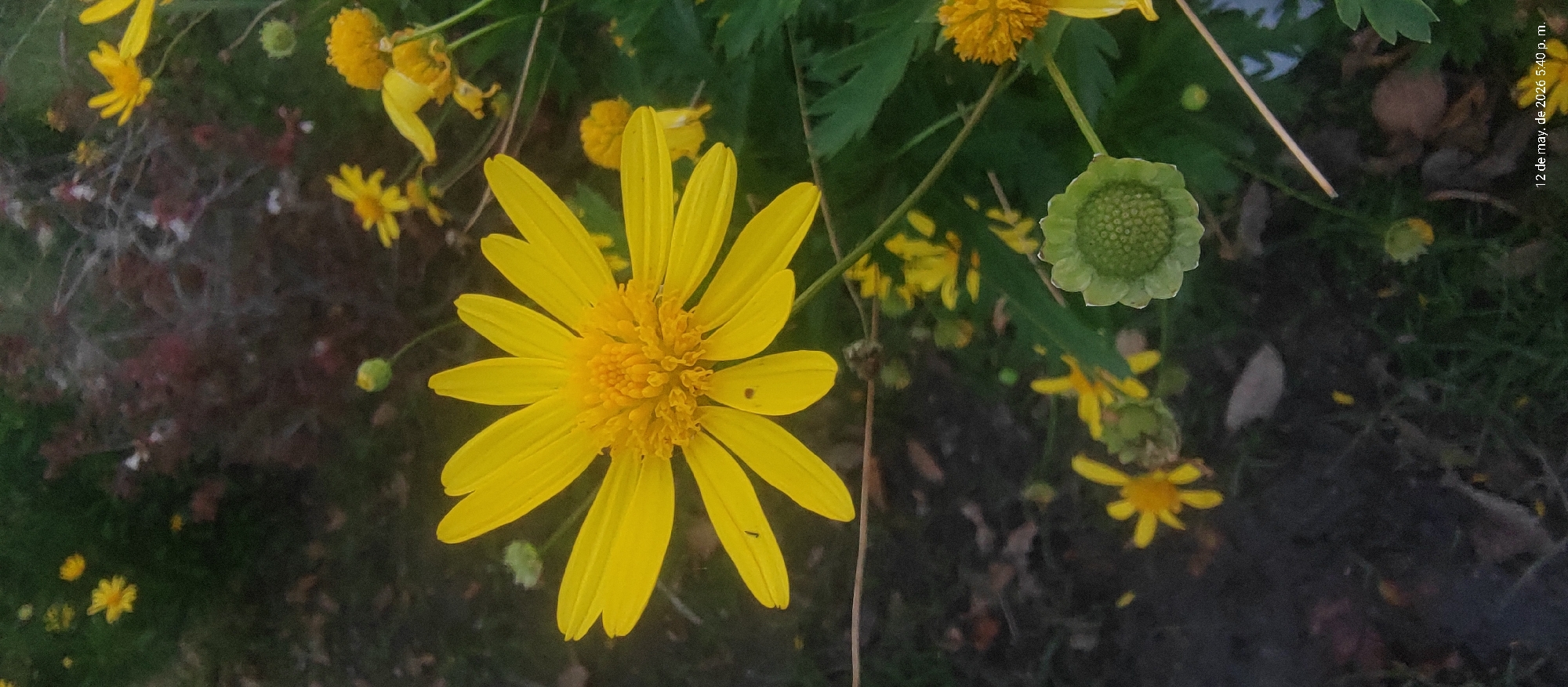 A medium, low-angle shot shows a cluster of yellow daisy-like flowers with green leafy stems, against a blurred background of dark brown earth and green foliage. One large, fully opened flower is centered in the frame, with numerous yellow petals surrounding a compact, orange-yellow center. To the upper right is an unopened flower bud, green and globular in shape. The surrounding flowers vary in size and bloom, with some fully open and others still in bud. To the top right corner of the image shows "12 de may. de 2026 5:40 p. m." which is presumably the date and time the photo was taken.
Based on the provided information about the location (Villa Domínico, Argentina), this photograph likely depicts a garden or natural area within the city.