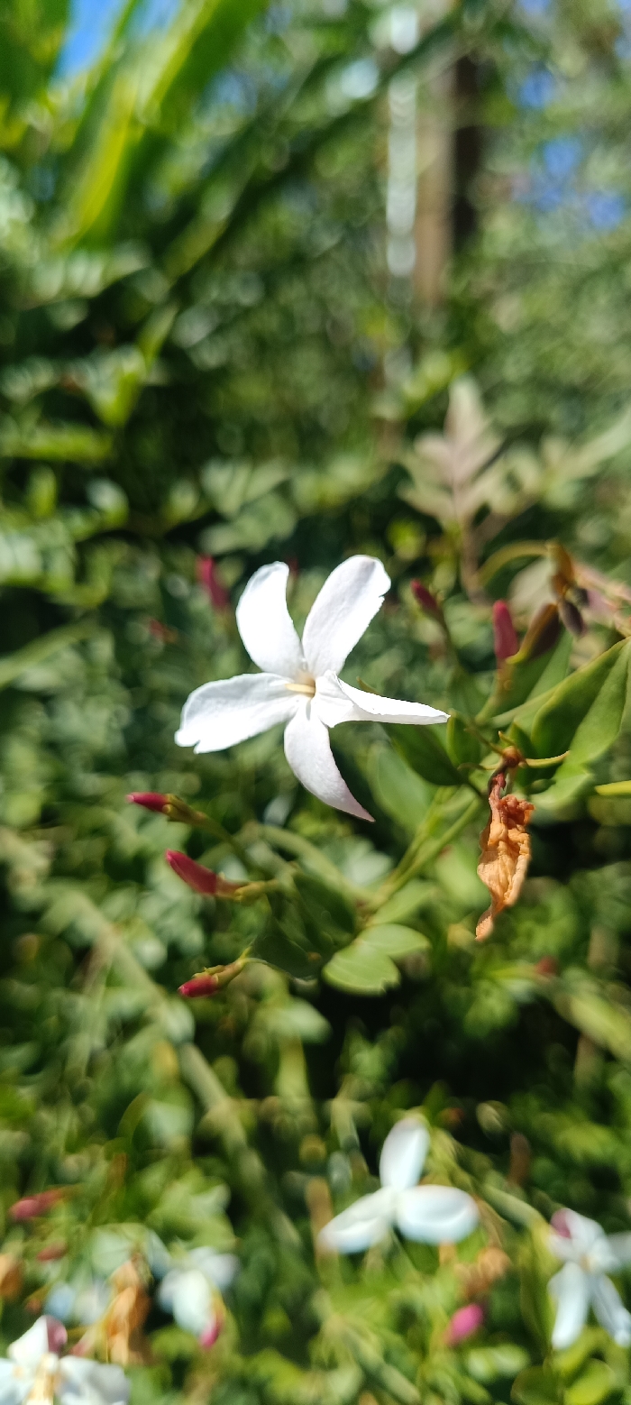 The image displays a sharply focused white flower, likely jasmine, featuring five distinct petals and a small yellowish center, positioned centrally against a blurred natural background. The flower is attached to a green stem with small, green, ovate leaves. Several unopened pinkish-red flower buds are visible on the stem and surrounding foliage. A single dried, brown leaf is situated to the right of the main bloom. The background is a soft, out-of-focus bokeh dominated by lush green foliage, with hints of blue sky visible in the upper left and a faint, blurred light-colored vertical object in the upper right. Another out-of-focus white flower is discernible in the lower right quadrant. The scene is illuminated by bright, natural daylight. This botanical detail is situated within the city of Forest Hills, Spain. No individuals, animals, or active interactions are present in the scene.