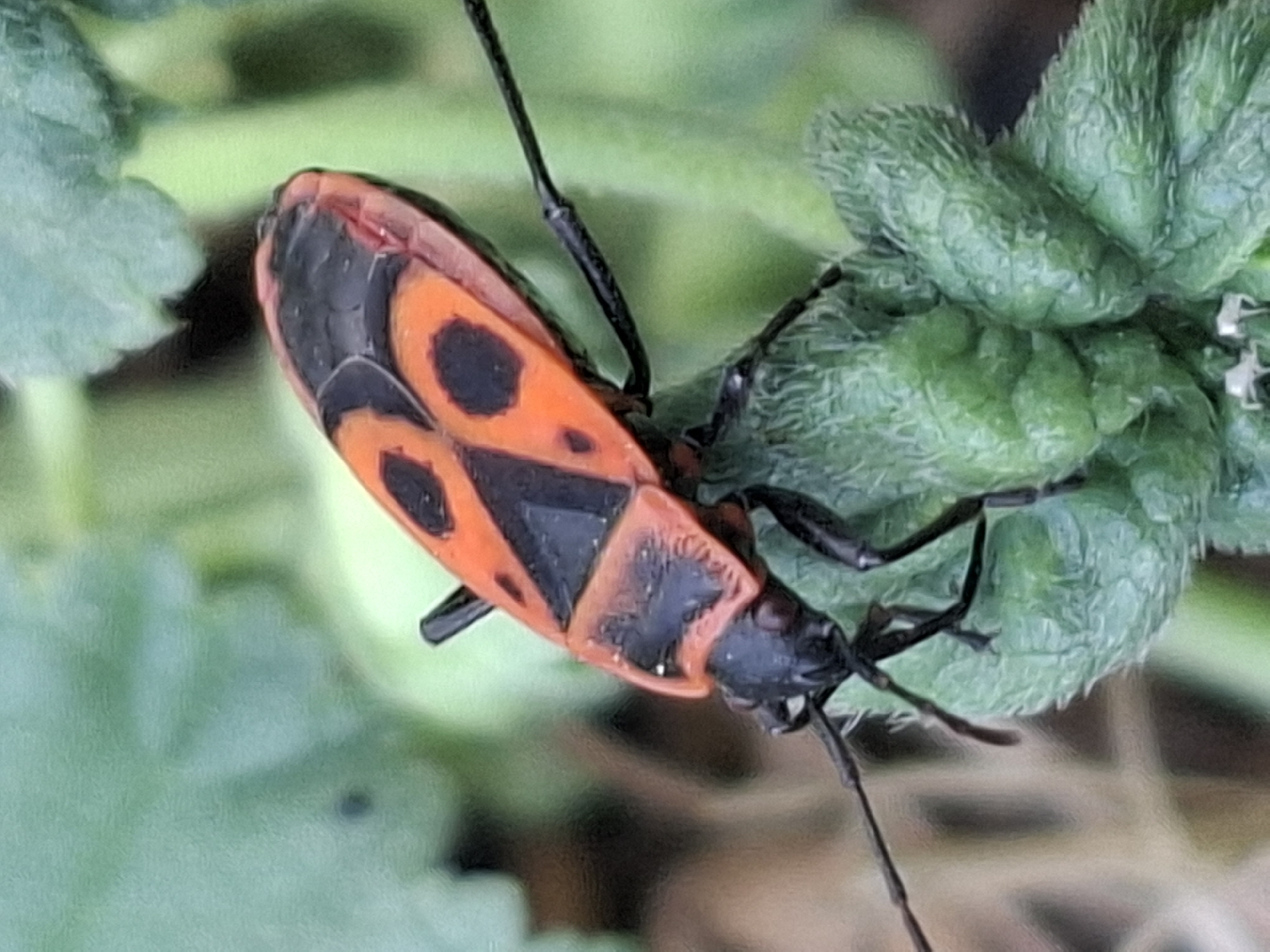 A close-up, eye-level, horizontal shot captures a firebug beetle on a textured green plant. The beetle, predominantly red and black, is positioned diagonally, with its head facing left and its abdomen extending to the upper right. Its body is segmented, with a black head and antennae, and an orange and black patterned thorax and abdomen. The beetle is perched on a fuzzy, green plant structure that appears to be a bud or a tightly furled leaf, with prominent ridges and small hairs. The background is softly blurred, with hints of green foliage and brown earth, suggesting an outdoor, natural setting. The lighting is even, with no harsh shadows. This image was taken in Almaty, Kazakhstan.