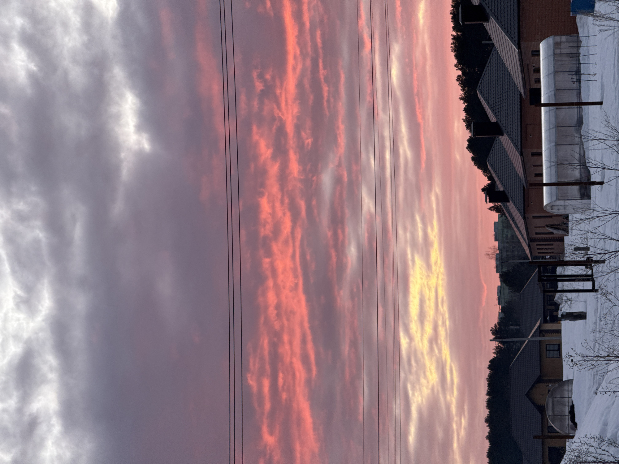 This vertical image portrays a winter residential scene at dawn or dusk in Chaikovsky, Russia. The sky occupies the upper two-thirds of the frame, featuring grey and white clouds in the highest section, transitioning to prominent bands of vibrant pink and red altocumulus clouds, and fading to yellow-orange light near the horizon. Four parallel black utility lines traverse the sky horizontally across the middle of the image.
The ground is blanketed in a uniform layer of snow. In the foreground, sparse, leafless woody vegetation protrudes from the snow. To the left, a small, transparent dome-shaped greenhouse or cold frame is partially visible, and to the right, a larger, transparent tunnel-shaped greenhouse stands in the snow. Several dark, vertical wooden posts are scattered in the snowy foreground.
In the midground, a row of single-story residential houses is present. These houses are constructed of light brown or reddish brick with dark, pitched roofs and dark chimneys. Dark rectangular windows are visible on their facades. Behind these houses, a dense line of dark evergreen trees forms a backdrop. In the far background, taller, multi-story urban buildings with lighter facades are faintly visible above the treeline. No people are present, and no actions or interactions are depicted.