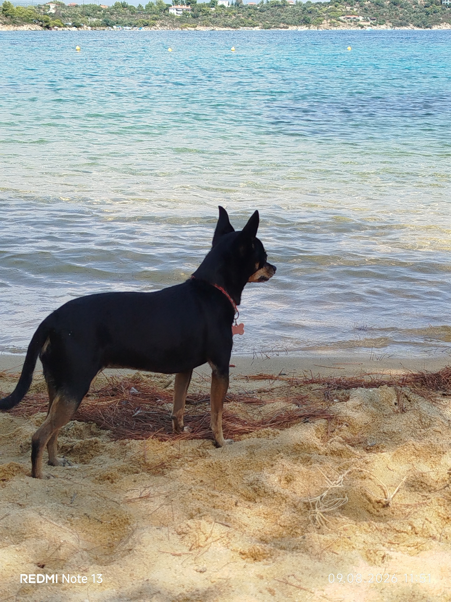 A black and tan dog with pointed ears stands on a sandy beach, facing the turquoise water. The dog is wearing a red collar with a pink tag. In the background, there is a line of trees and buildings along a hillside. The water has gentle ripples and the sky is a light blue. The timestamp "09.08.2026 11:51" and "REDMI Note 13" are visible in the bottom corners of the image. The location is a beach in Sithonia Municipal Unit, Greece.
