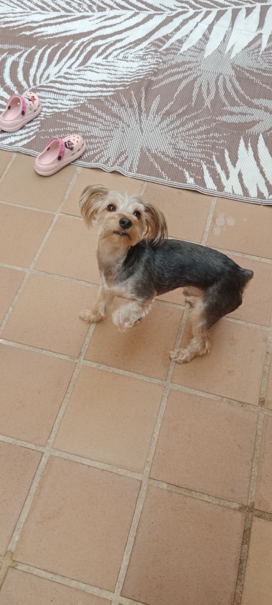 A Yorkshire Terrier stands on a tiled floor, looking upwards and to the right with its ears perked. The dog has a short, dark grey coat on its back and tail, with lighter tan fur on its head, chest, and legs. Its tail is docked short. In the background, a woven mat with a palm leaf pattern in white and brown is visible. Two pink child-sized Crocs with Minnie Mouse embellishments are placed on the mat, near the edge of the tiled area. The lighting suggests it is daytime. The setting appears to be an outdoor patio or balcony area.