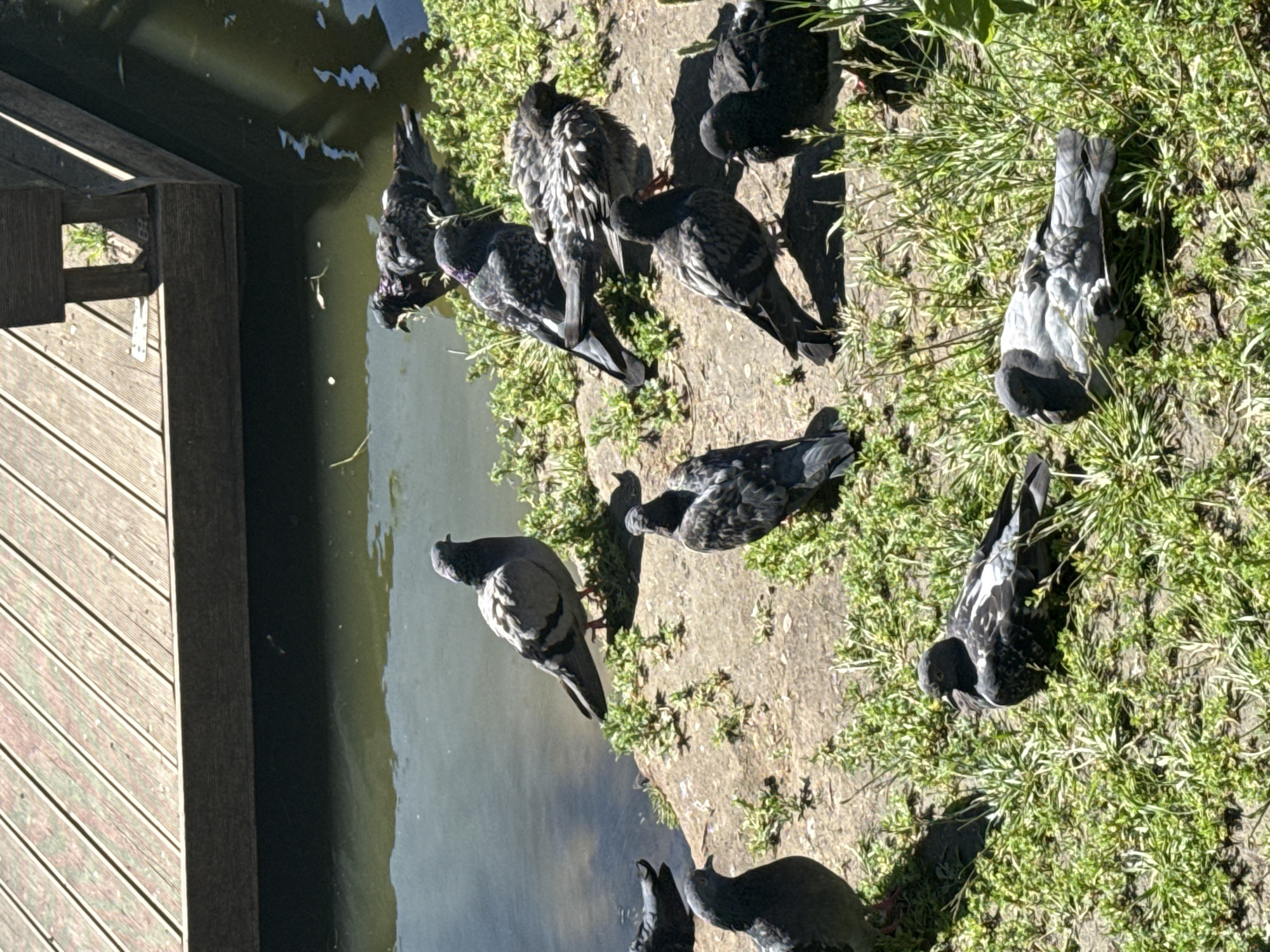 A flock of pigeons is gathered on the bank of a body of water next to a wooden pier. The pigeons are mostly gray and black, with some displaying iridescent neck feathers. Several birds are pecking at the ground, while others are preening or resting. One pigeon stands near the edge of the water, looking into it. The scene appears to be set on a sunny day, with clear shadows cast by the birds. The wooden pier is constructed from planks and has a weathered appearance. The water is murky and reflects the sunlight. The surrounding area is covered in green grass and some bare earth. The overall impression is of a peaceful, natural setting where the pigeons are foraging and resting.