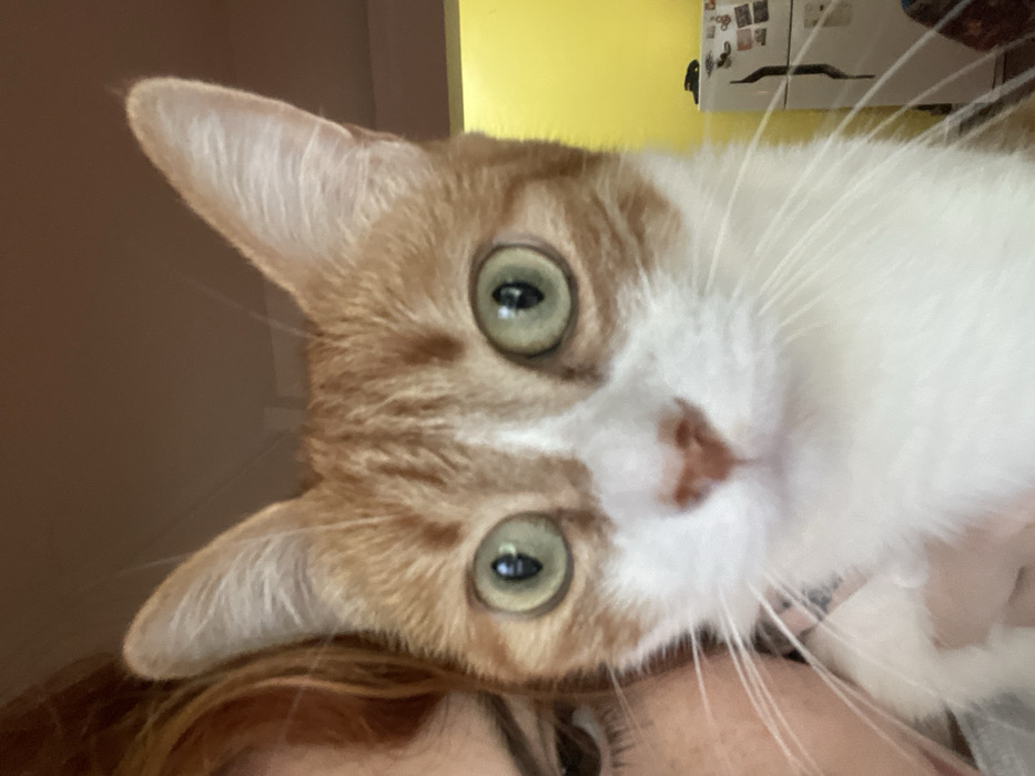 An orange and white cat with wide, light green eyes is positioned at an odd angle, nearly upside down. The cat's face is close to the camera. The cat's nose is pink and brown. A person's face is barely visible at the bottom, implying the cat is being held. A yellow wall is visible in the background. The image has a slightly tilted and unconventional perspective.