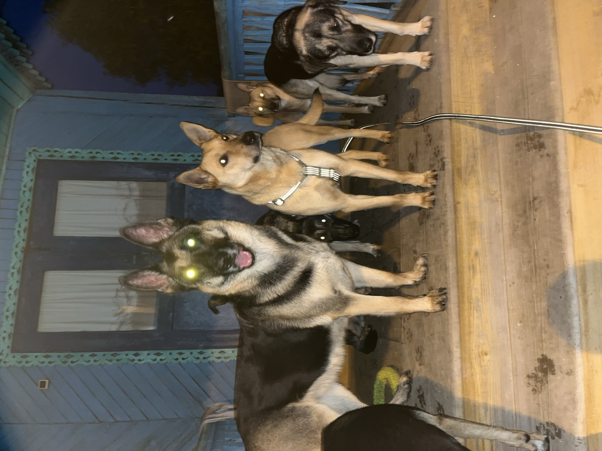 The image captures a group of six dogs standing on a wooden porch at night. The porch is attached to a blue wooden house with decorative trim around a doorway. The dogs have bright, reflective eyes, indicating the use of flash photography.
The dogs appear to be of various breeds and sizes. From left to right, the first dog is partially visible and appears to be dark-colored. The second dog, a large German Shepherd, is front and center, with its mouth open and tongue showing. Behind it, partially obscured, is another dark-colored dog with glowing eyes. To the right of the German Shepherd is a lighter-colored dog with a reflective harness. Further back, another dog with glowing eyes stands, and to the far right, a dog with a dark and grey coat looks downwards.
The porch floor is made of wooden planks and shows evidence of wetness and paw prints. A coiled dark wire runs along the porch floor towards the right side of the frame. In the background, a blue railing is visible, and beyond that, a dark night sky.
The scene suggests a domestic setting, possibly a yard or a front porch area of a residential property. The lighting and the reflective eyes of the dogs create a slightly eerie or striking visual effect. There are no people present in the image.