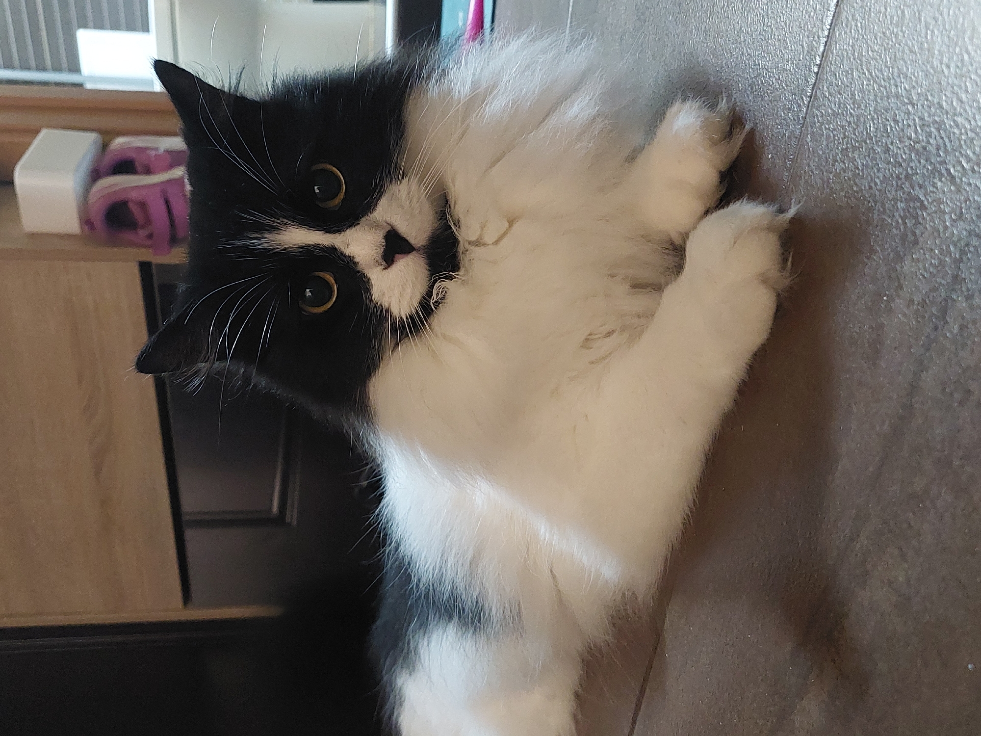 A black and white long-haired cat is the central focus of the image, lying on a light brown or grey tiled floor. The cat's head is tilted and it is looking directly towards the viewer with large, round golden-brown eyes that appear curious and alert. Its face is primarily black with a prominent white muzzle, a small pink nose, and long white whiskers. The cat's body is mostly white with some visible black patches, and its front paws, also white, are gently tucked beneath it.
In the upper left background, blurred elements suggest an indoor setting. A light wooden or laminated shelf holds a white rectangular object, possibly an electronic device, and a folded item of purple fabric. Below this, a darker wooden surface, likely part of a cabinet or furniture, is visible. The lighting indicates it is daytime, possibly with natural light entering the room. The overall atmosphere is calm, capturing the cat in a relaxed but attentive pose. No text is visible in the image. The scene takes place indoors, within a home in Plovdiv, Bulgaria.