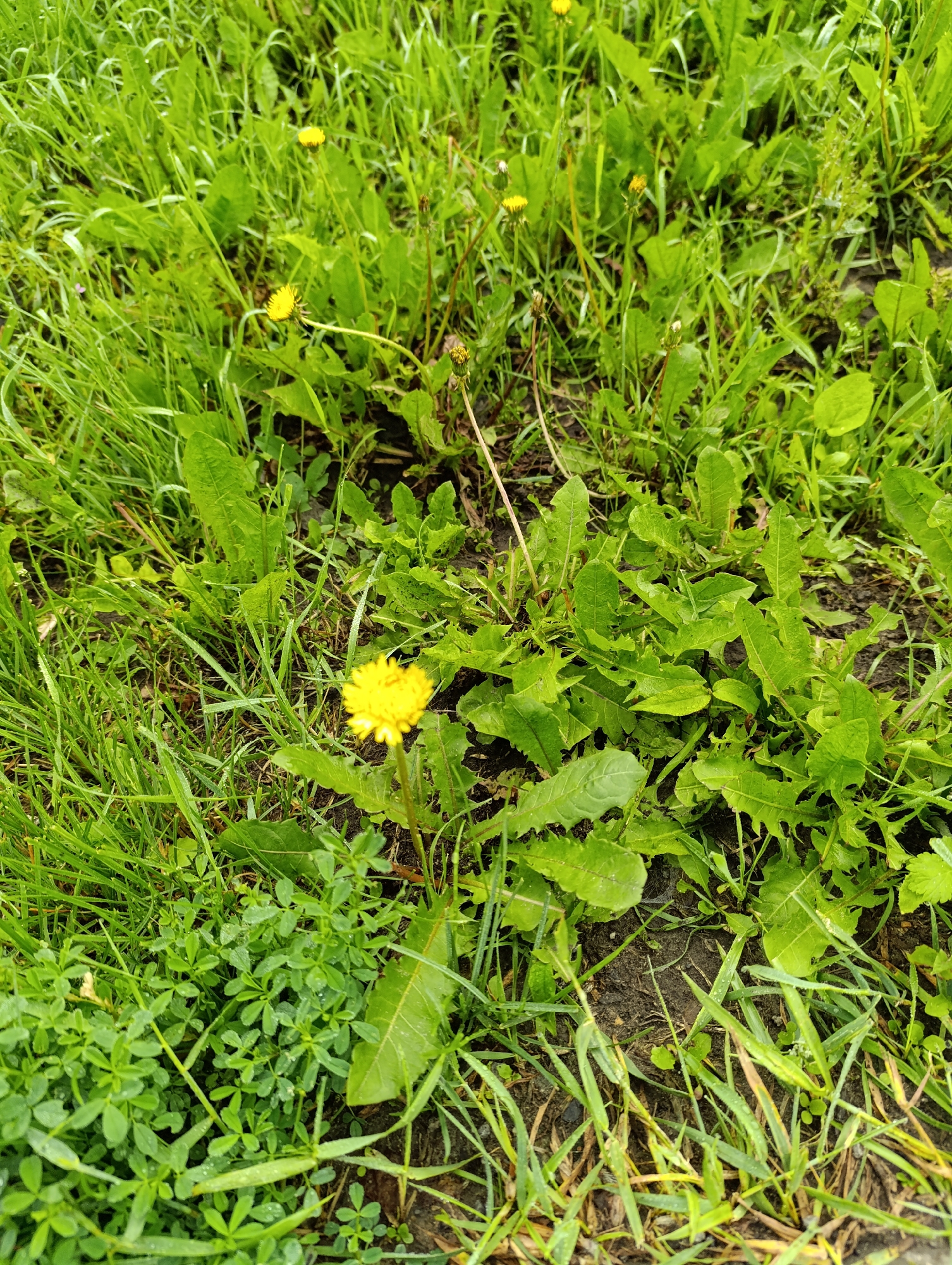 The image depicts a close-up view of a patch of ground covered in green grass and vegetation, with several dandelions scattered throughout. The dandelions are yellow and in various stages of bloom, with some closed buds also visible. The grass is lush and appears to be slightly wet, with dew or recent rain visible on the blades. The ground beneath the grass is dark and appears to be soil. The overall scene is natural and undeveloped, suggesting an outdoor environment. There are no people or artificial structures visible in the image. The location is identified as Tugulym, Russia.