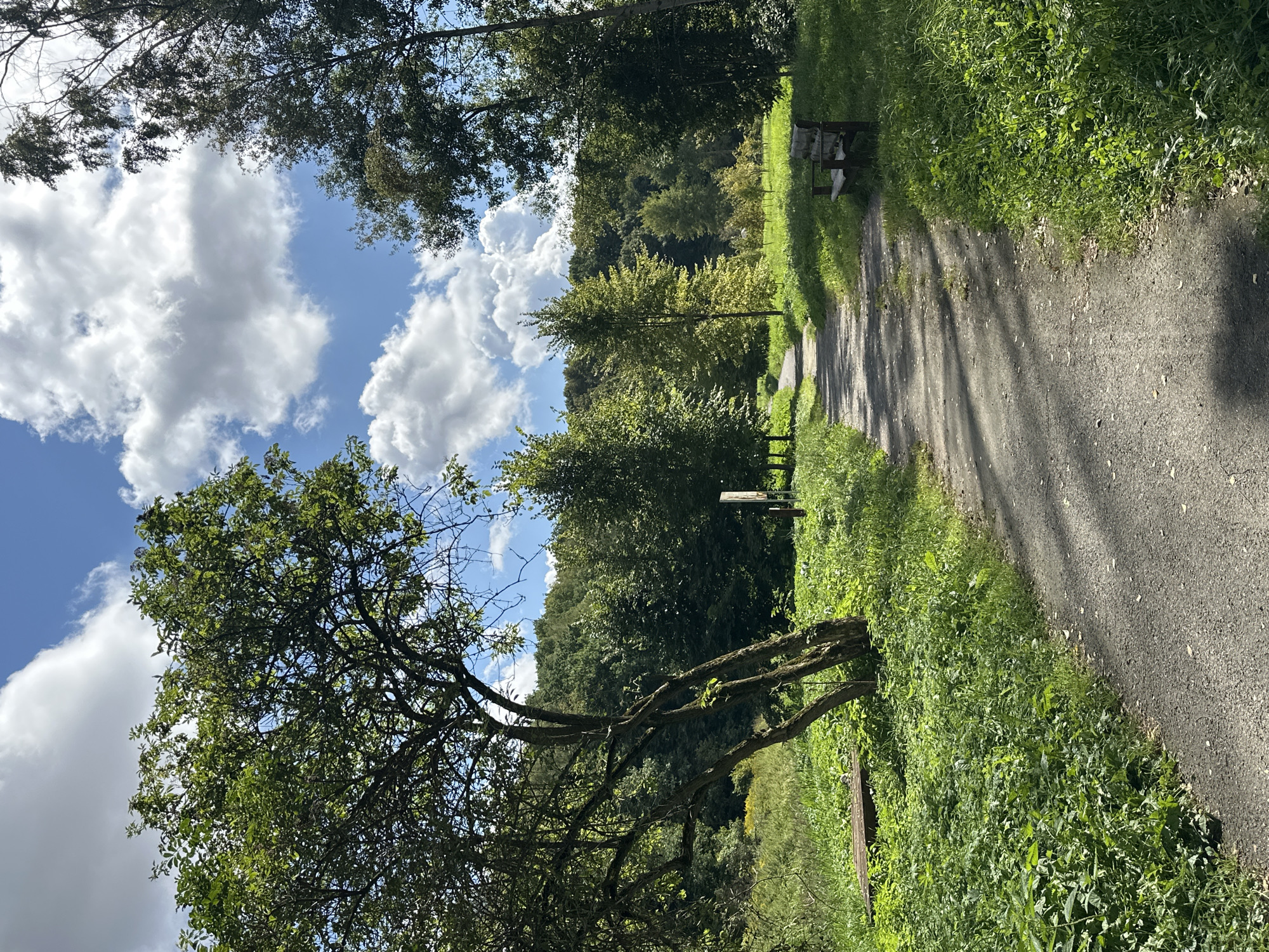 The image depicts a park scene on a sunny day with scattered clouds. A gravel path winds through a grassy area with trees on either side. In the foreground, a large tree with a gnarled trunk leans to the left. To the right of the path, a wooden bench with a weathered appearance sits amidst the grass. In the background, a dense line of trees forms a backdrop, with a gentle slope of forested hills beyond. The sky is a clear blue, punctuated by fluffy white clouds. There are no people or animals visible in the scene. The overall impression is one of a peaceful, natural setting within a park. There is no information in the image to suggest this location is in Minsk, Belarus.