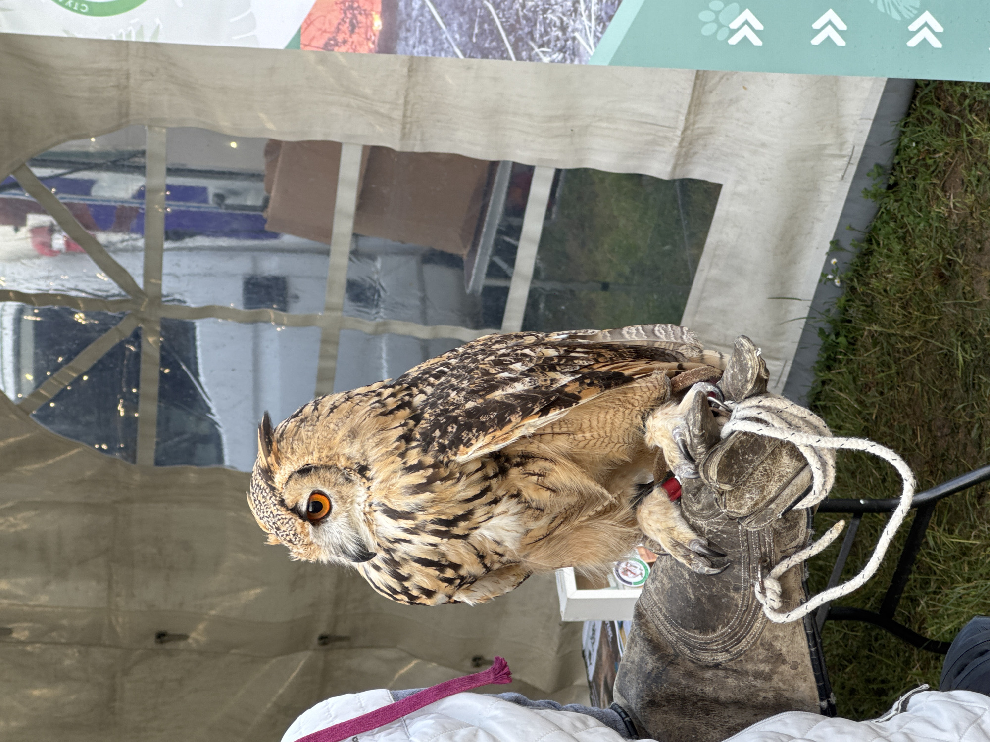 An owl is perched on a leather-gloved hand. The owl is light brown with dark brown stripes and spots, and has large orange eyes. The glove is heavily worn and has white rope attached to it. The background includes a clear tent-like structure with a view of an outdoor area, possibly grass. The location is Lyaskovets, Bulgaria.