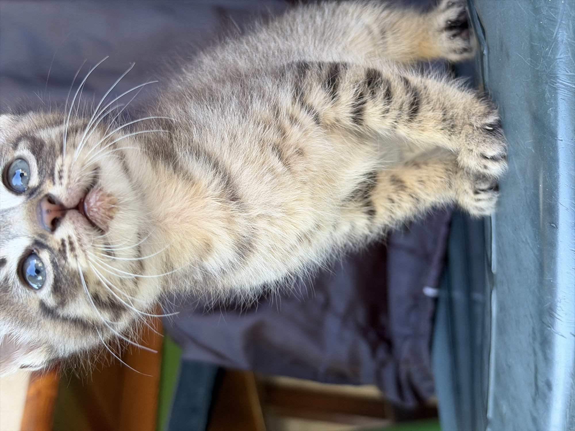 A close-up, tilted, high-angle shot of a tabby kitten with blue eyes. The kitten's face is turned upwards, looking into the camera. Its paws are curled in towards its body. The background is blurred, with glimpses of a brown wooden structure, a dark grey fabric, and a light green surface. The location is unknown.