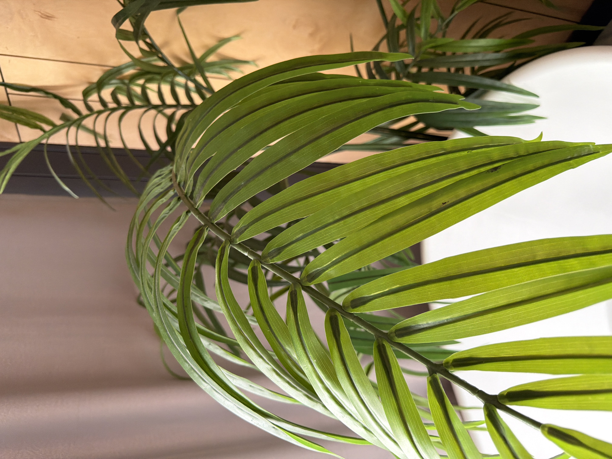The image is a close-up, eye-level shot of a bright green Areca palm plant with multiple fronds and leaves. The plant appears to be indoors, set against a muted taupe curtain on the left and a light brown wall on the right, with the top of a white object, likely a pot or a piece of furniture, visible at the bottom. The lighting suggests an indoor setting with natural light, creating soft shadows and highlights on the glossy leaves. There are no people or animals in the image. The scene does not provide any information that would allow for its location in the city of Семилуки, Russia.
