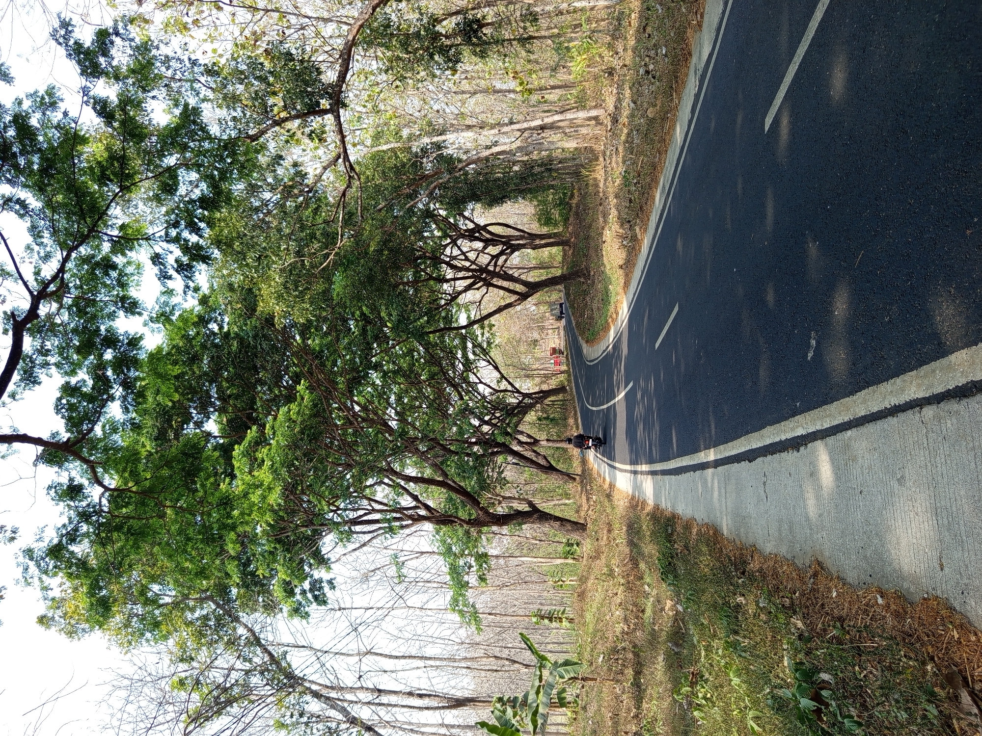 The image captures a scene on a paved road in Kalipare, Indonesia, bordered by lush green trees on the right and a dry, sparsely vegetated forest on the left. The road curves gently to the left, with a concrete sidewalk running along the immediate left edge. The road surface is dark asphalt, marked with white lane dividers.
In the middle ground, a person is riding a motorcycle away from the viewer on the right side of the road. Further down the road, another vehicle, possibly a car, is visible in the distance. The trees on the right are dense with green foliage, forming an archway over the road in places, creating a tunnel-like effect. The trees on the left are mostly bare, with thin trunks and branches, indicating a drier environment or a different season. The ground along the left side of the road is covered in dry grass and leaves, with some scattered green plants. The sky is bright and appears to be clear. The overall impression is of a scenic road passing through a diverse natural landscape.