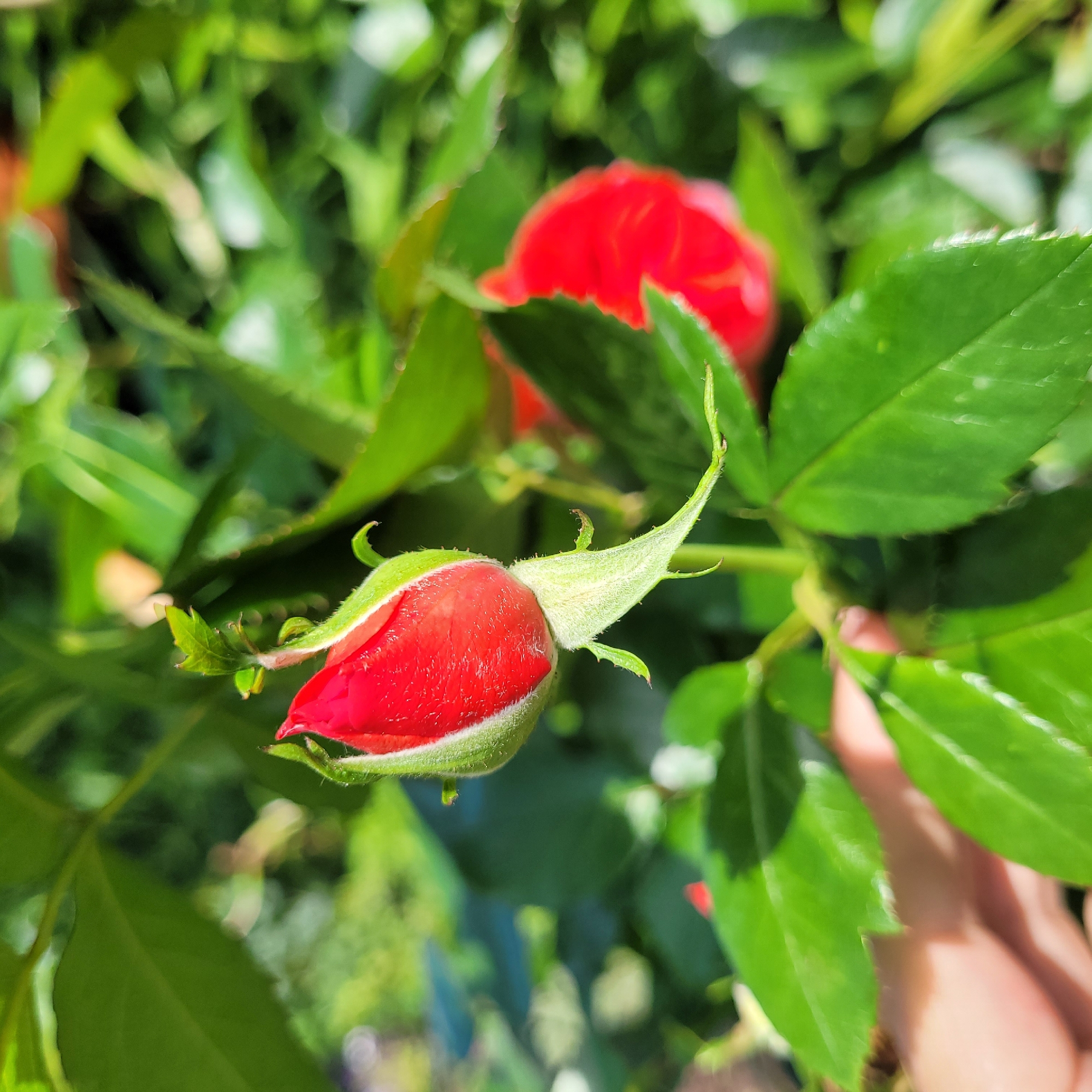 A close-up shot of a red rosebud with green sepals and leaves in soft focus. The rosebud is the primary subject and is centrally located. In the background, out-of-focus foliage and hints of other red rose petals are visible. A blurred human hand is partially visible in the lower left corner of the image. The scene appears to be outdoors, likely in a garden setting.