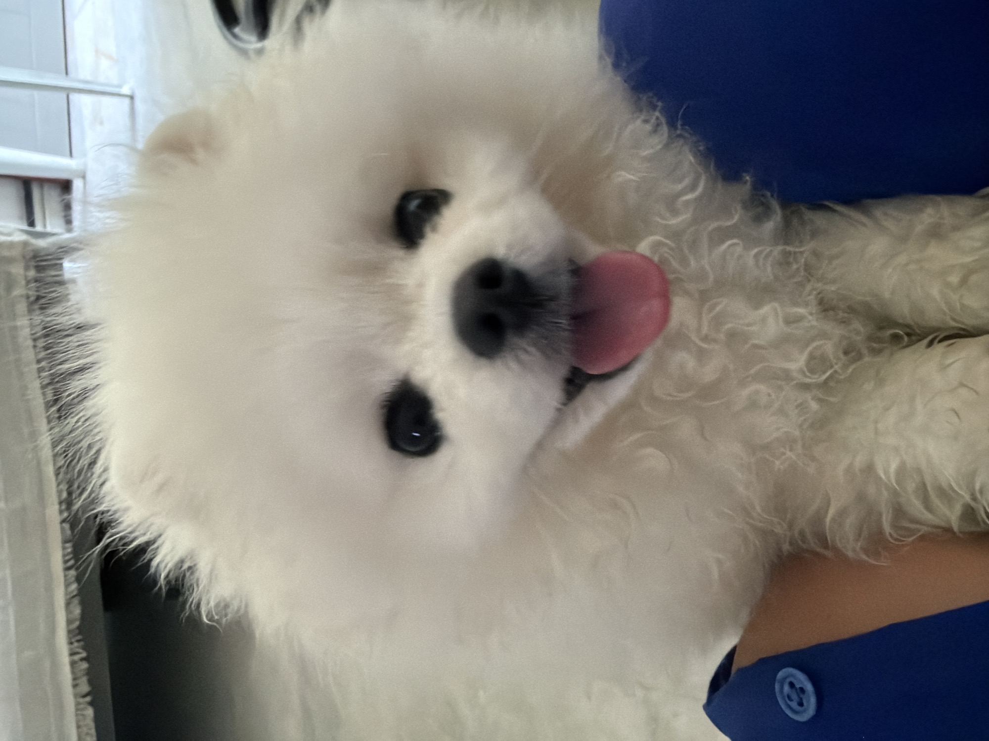 A close-up, eye-level shot shows a fluffy white Pomeranian dog with its tongue slightly out, panting. The dog's dark eyes and black nose are prominent features against its white fur. The dog is positioned in the foreground, with a portion of a person's arm or leg, wearing a blue shirt with a blue button, visible on the lower left side of the image. The background is blurred, suggesting an indoor setting. The scene appears to be indoors in Marmaris, Turkey, with a hint of what might be a rug or carpet visible.