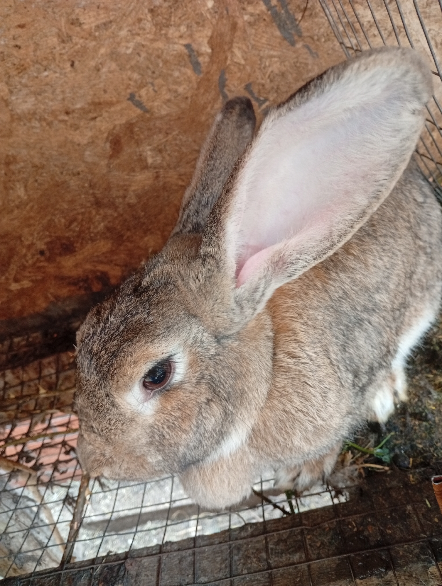 An overhead shot captures a large, light brown rabbit with prominent ears and dark eyes, seated in a cage with a wire floor. The cage is situated within a wooden enclosure. The rabbit's fur is a mix of gray and brown, with white fur visible on its belly. Its left ear, which is very large, is clearly visible and angled upwards. The rabbit appears calm and is facing towards the left side of the frame. The background consists of rough, textured wooden walls. The lighting is natural, suggesting an outdoor or well-lit indoor environment. The image lacks any specific identifying landmarks or signs of the city of Mykolaiv, Ukraine.
