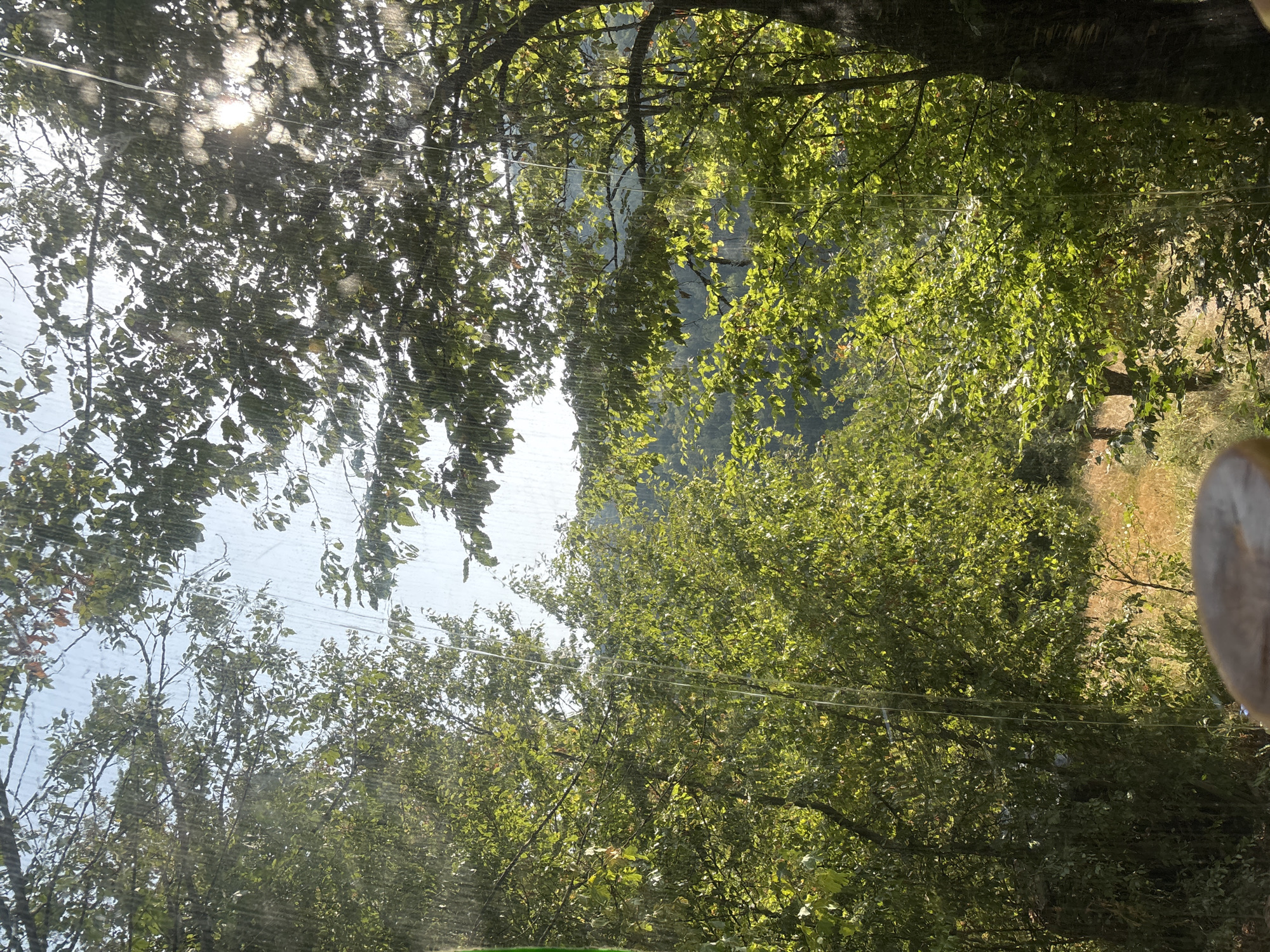 A vertical, medium shot captures a view through a window with visible streaks of water, suggesting rain or condensation. The scene beyond the window is a lush, green forest bathed in sunlight filtering through the trees. Sunlight creates bright highlights and lens flare effects. The foreground is out of focus, with a brown, rounded object partially visible at the bottom edge of the frame. The forest extends into the distance, with rolling hills visible under a bright, partly cloudy sky. The image is located in the city of Zgorigrad, Bulgaria.