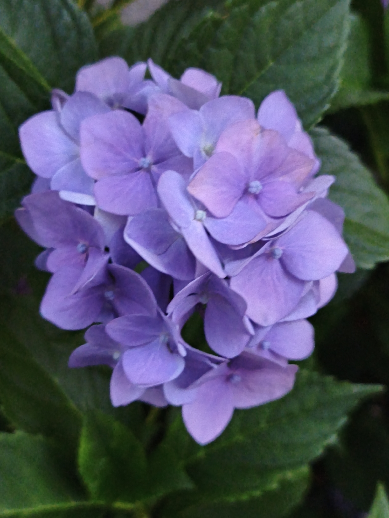 A close-up, slightly blurred overhead shot shows a cluster of purple hydrangea flowers with green leaves. The flowers are in full bloom, with each individual petal visible. The leaves are a dark green, providing a strong contrast to the lighter color of the flowers. The image is taken in a natural outdoor setting. The location in Steblivka, Ukraine is not visually indicated in the image.