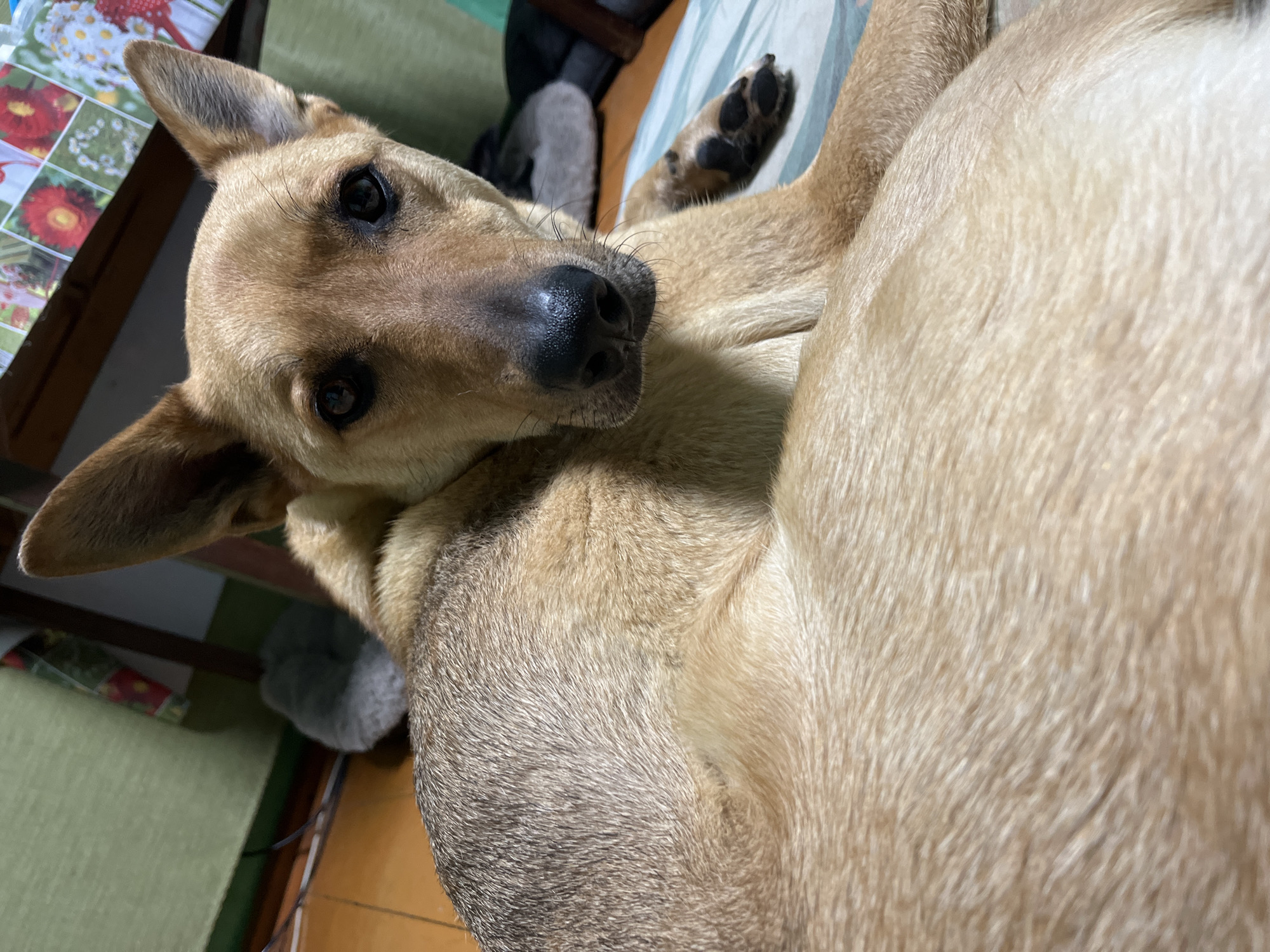 A medium-shot, eye-level, indoor photograph shows a tan dog lying down and looking directly at the camera. The dog's head is in the upper right quadrant of the frame, and its body extends into the foreground and left side of the image. The dog has pointed ears, dark eyes, and a black nose. Its fur is a mixture of tan and grey. The dog is lying on a patterned blanket that is partially visible in the lower half of the frame. In the background, to the left, is a green mat and some electrical cords. Further back, a blurred grey dog bed is visible. To the right in the background, a table with a colorful floral-patterned tablecloth is visible. The scene appears to be a domestic setting.