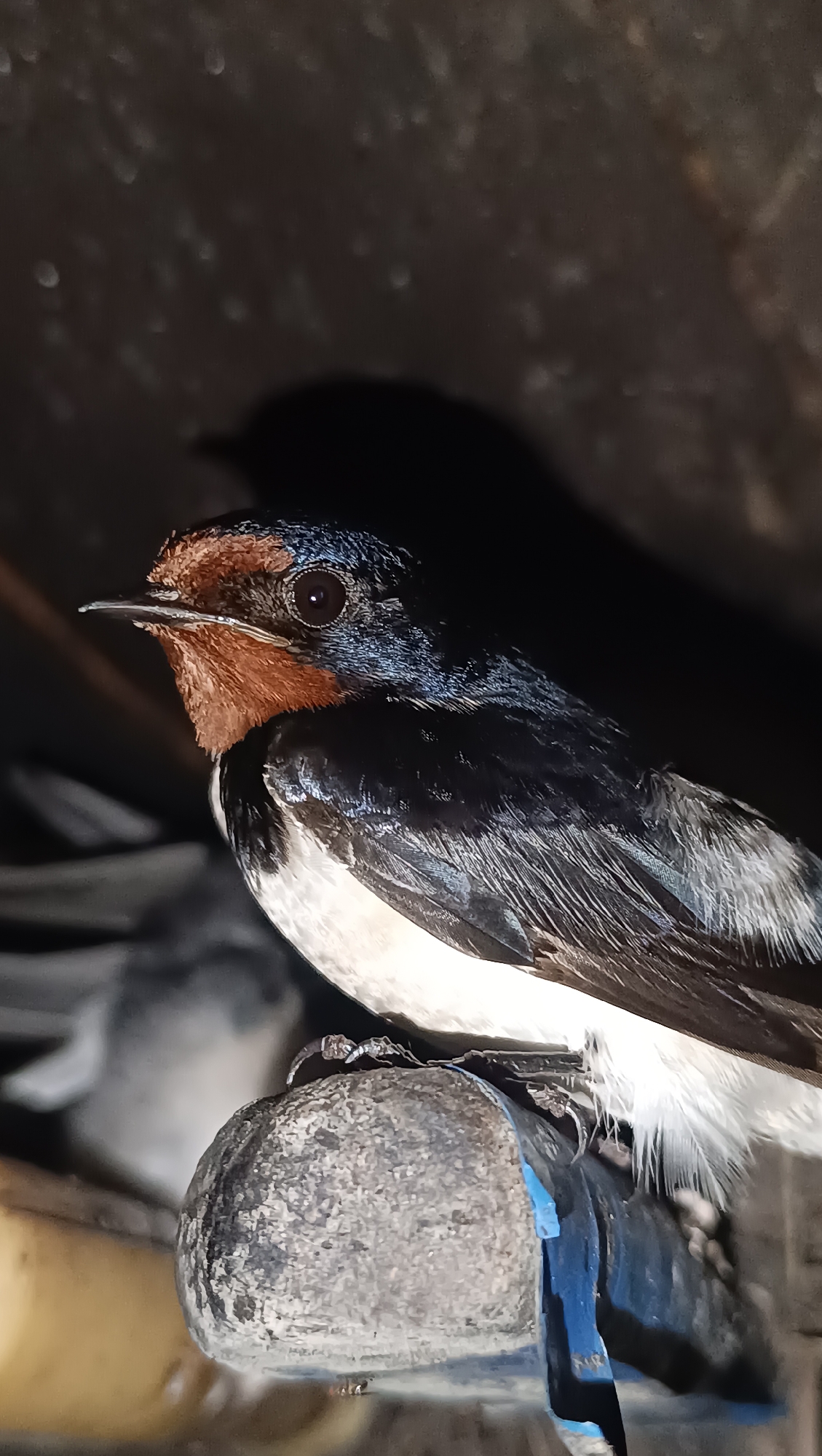 A close-up, low-angle shot shows a barn swallow perched on a rough, grey, cylindrical object. The bird, facing left, has a dark blue-black head and back, a reddish-brown throat and chest, and a white belly. Its eye is dark and round. The background is dark and out of focus, with some textured shadows suggesting an indoor or covered environment. The cylindrical object appears to be covered in blue tape in parts and is likely a pipe or conduit. The image is sharp and well-lit, with the bird being the clear subject. No specific location in the city of Karsha, Russia, is visible.