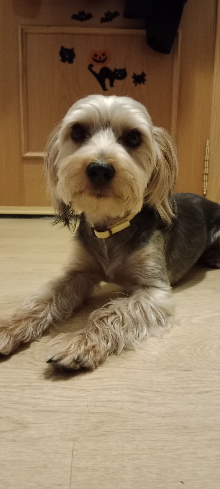 A medium shot shows a small, long-haired dog with tan and gray fur lying on a light-colored wooden floor. The dog is facing the camera with its front paws extended forward. It is wearing a yellow collar. The background consists of a wooden door with Halloween decorations, including black bat and cat silhouettes, and an orange jack-o'-lantern. The scene is indoors, possibly in a home in Galapagar, Spain.