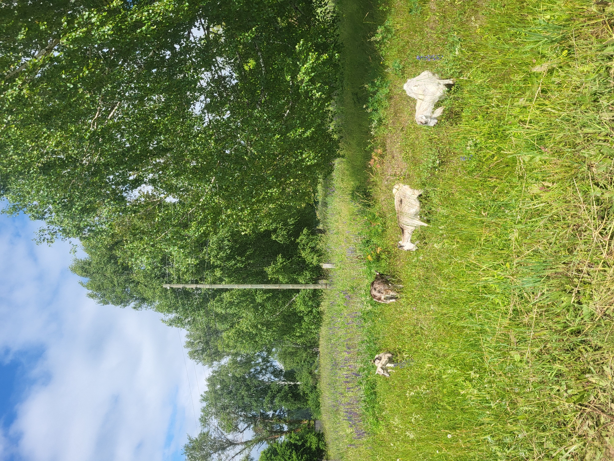 Four goats are standing and grazing in a lush green meadow dotted with small purple wildflowers and white clover. The goats are of varying colors, with one appearing mostly white, another speckled grey and white, and two others with greyish-brown and white markings. In the background, tall trees form a dense green canopy, with a power line running horizontally between utility poles. The sky above is blue with scattered white clouds. The scene suggests a rural or semi-rural setting.