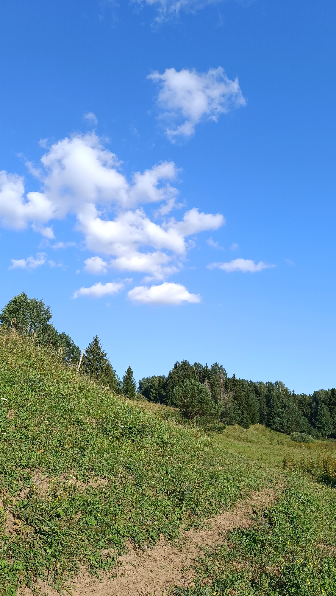 The image depicts a scenic natural landscape under a bright blue sky dotted with fluffy white clouds. The foreground is dominated by a grassy slope covered in verdant green grass and some wildflowers, with a dirt path winding through it. In the midground and background, a dense forest of evergreen and deciduous trees forms a natural backdrop. The scene appears to be a rural or natural area, possibly a park or nature reserve. No people or man-made structures are visible in the image. The overall impression is one of tranquility and natural beauty. The location is in Karsha, Russia.
