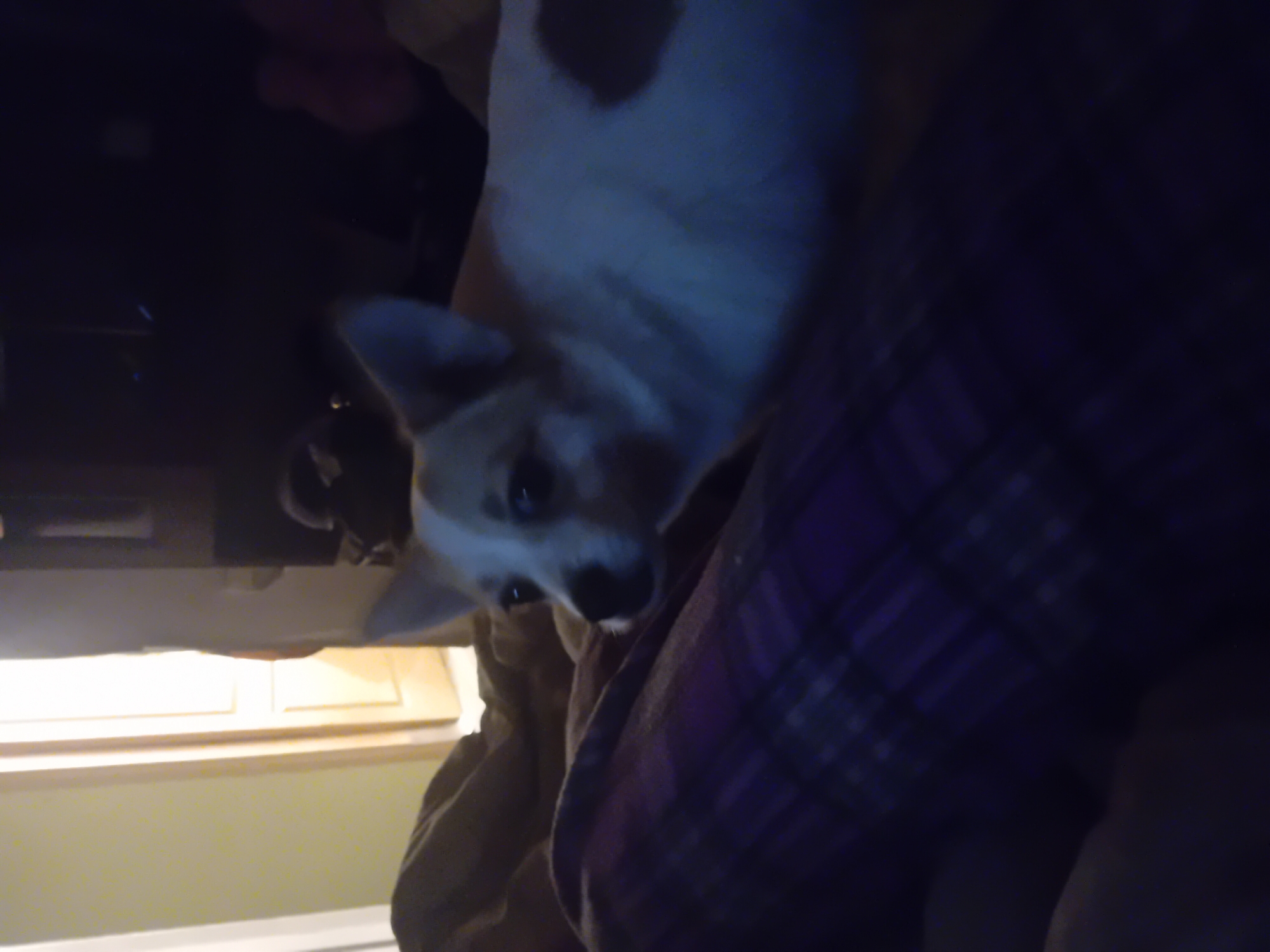 The image shows a small white and brown dog lying on a dark purple, plaid blanket. The dog is looking to the right side of the frame, with its head slightly tilted. In the background, a doorway with a bright light coming from it is visible. The rest of the background is dark and out of focus. There are no visible elements that place this image in Chuhuiv, Ukraine.
